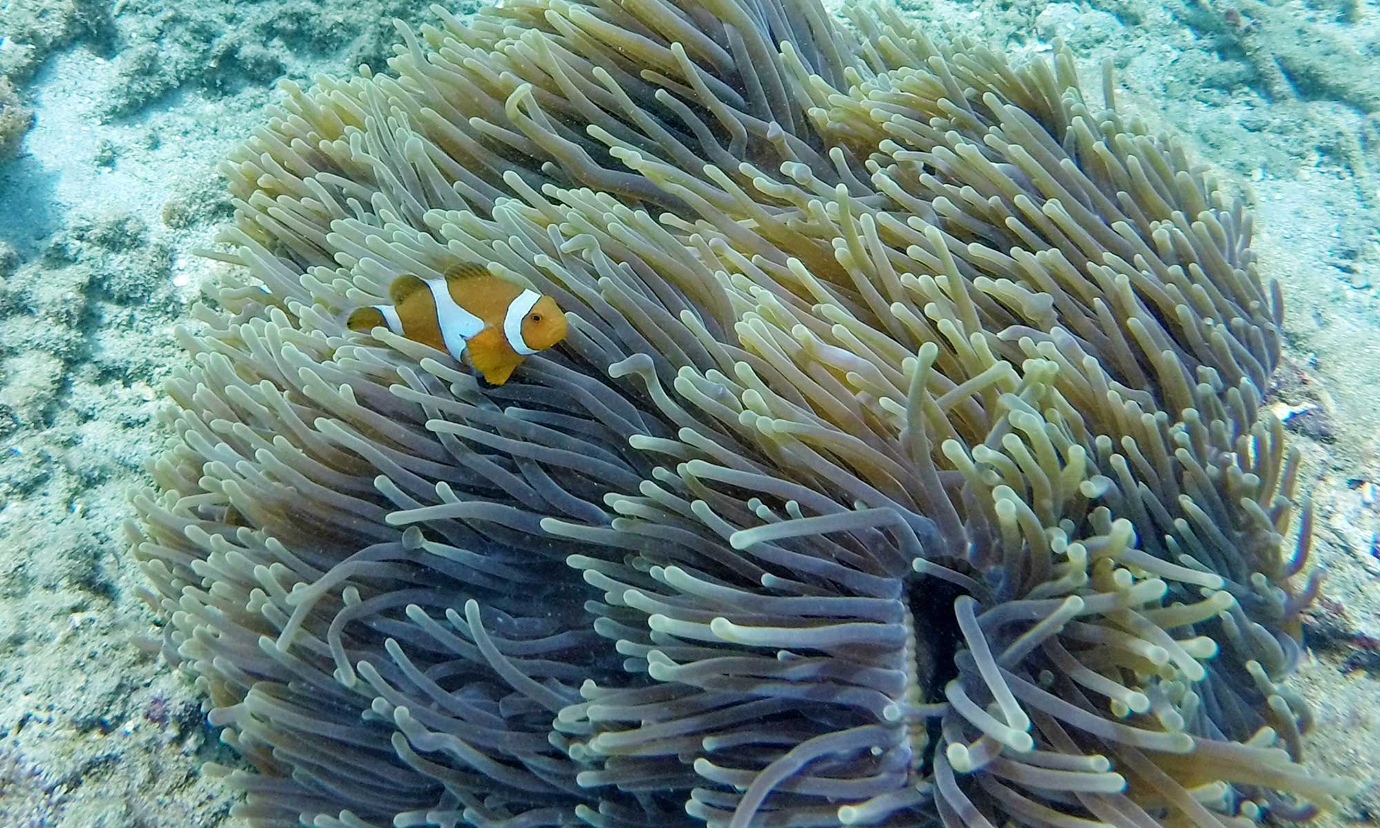 Snorkel en la Laguna Azul y aventura en el cañón escondido - Este de Bali - Foto 4