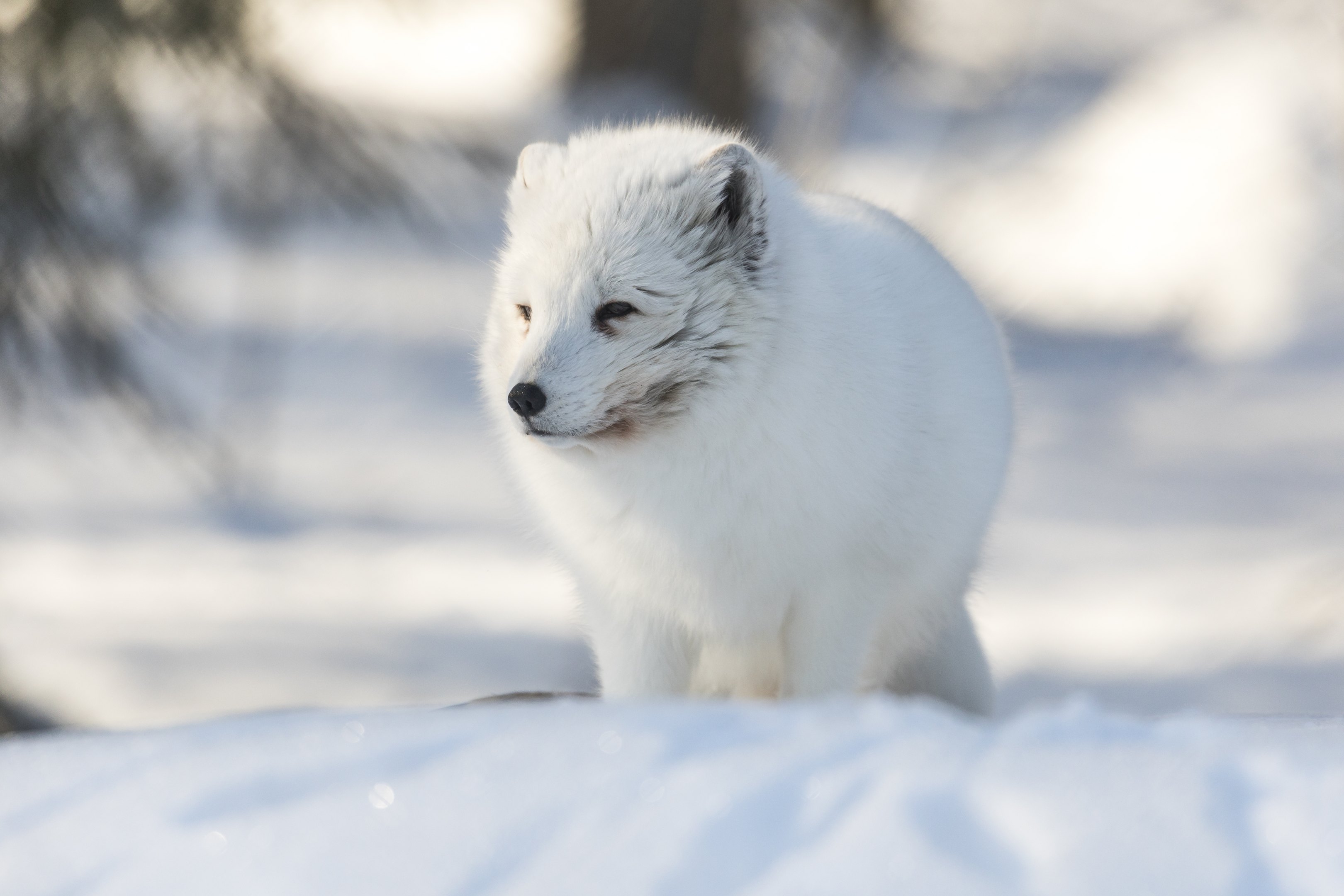 Arctic Zoo – Day in Ranua Wildlife Park – Image 3 | WeShare