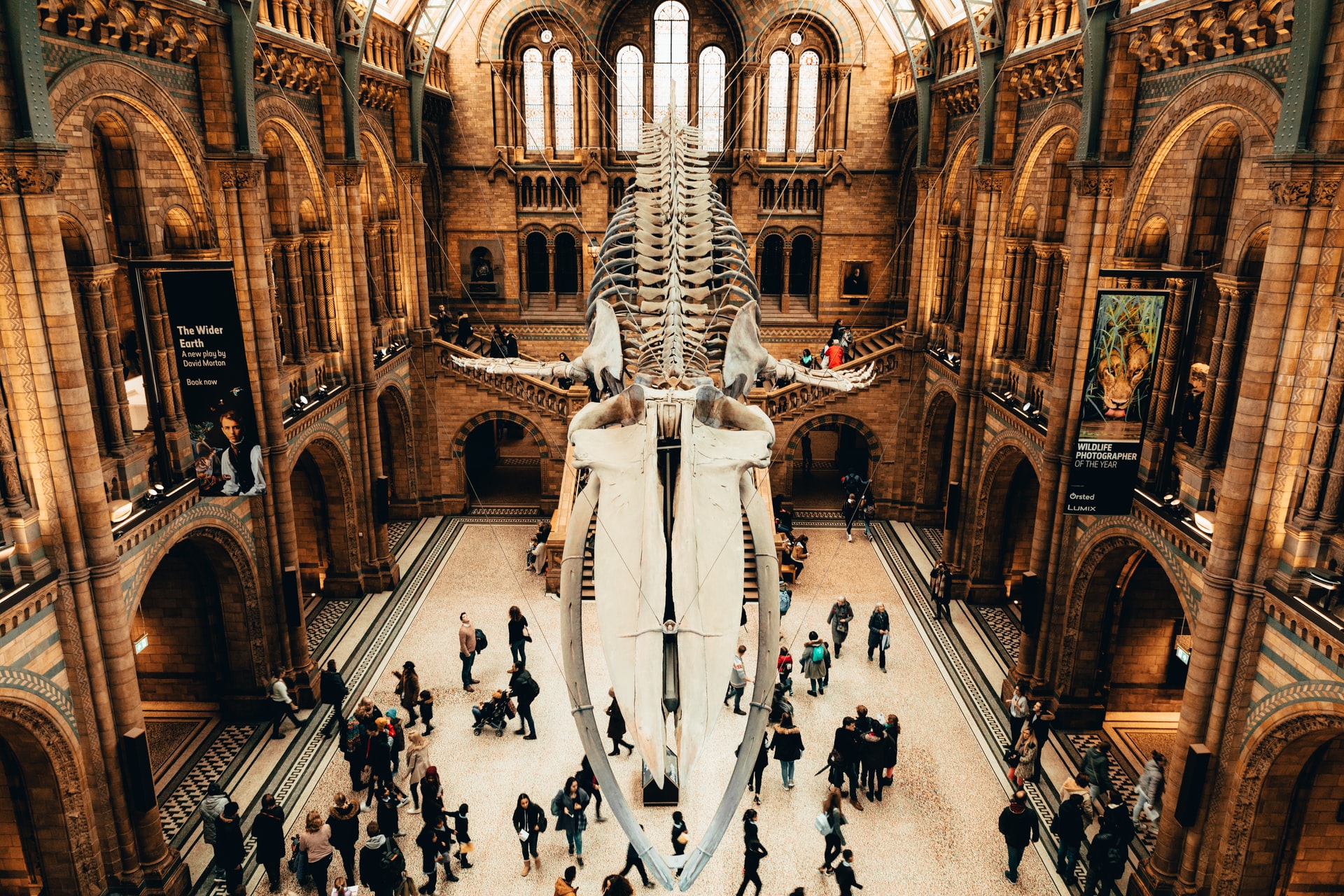 London: Natural History Museum In-App Audio Tour with a Ticket (Japanese)