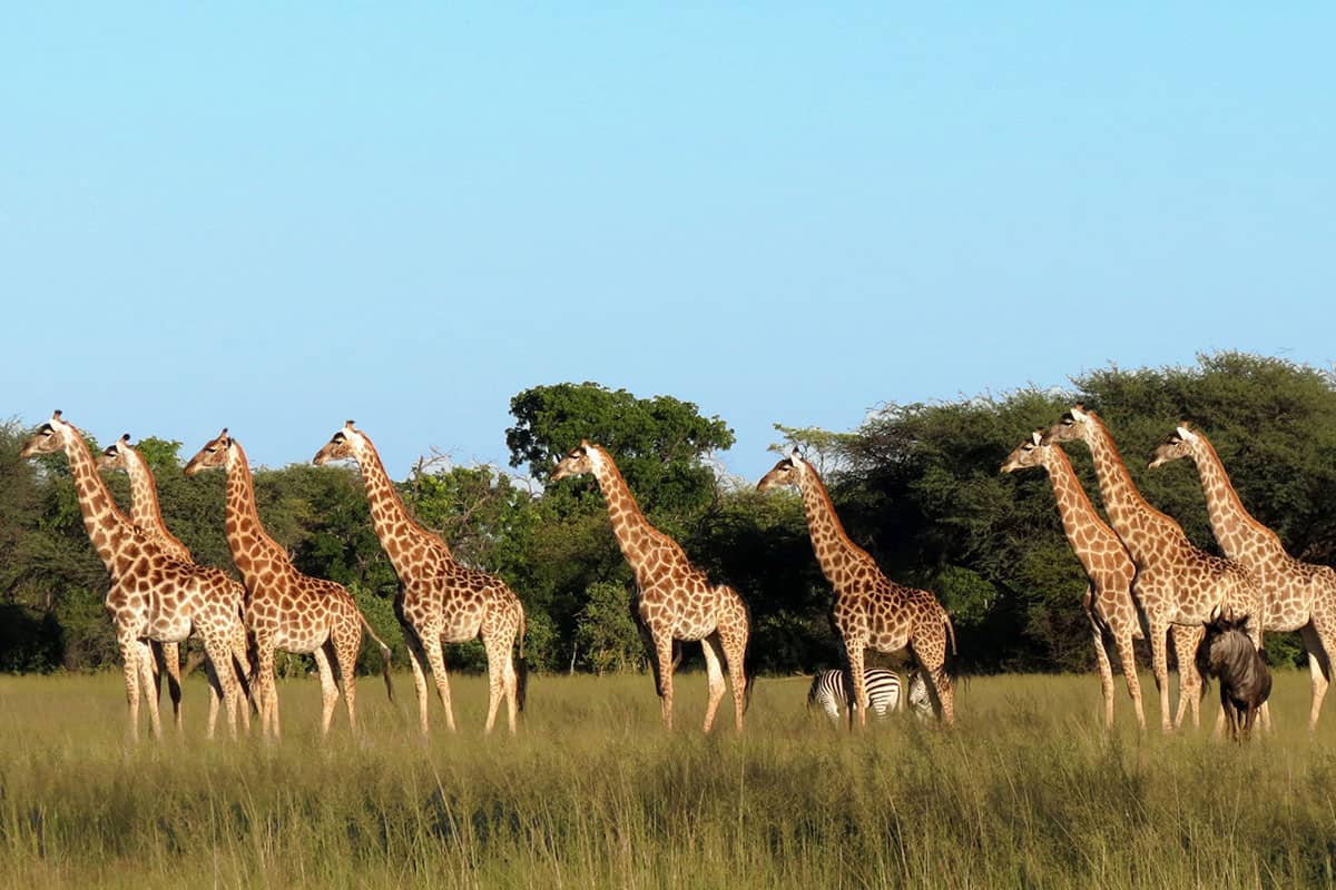 Safari de día completo en el Parque Nacional Hwange + almuerzo - Foto 5