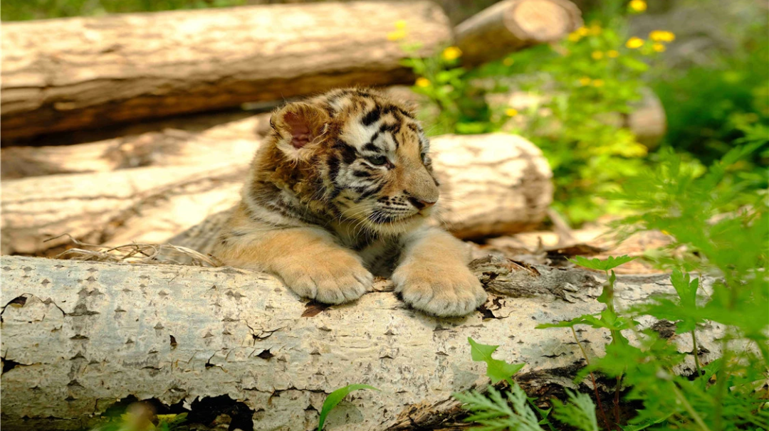 Siberian Tiger Park in China General Package: Entrance + Adventure Bus Ticket