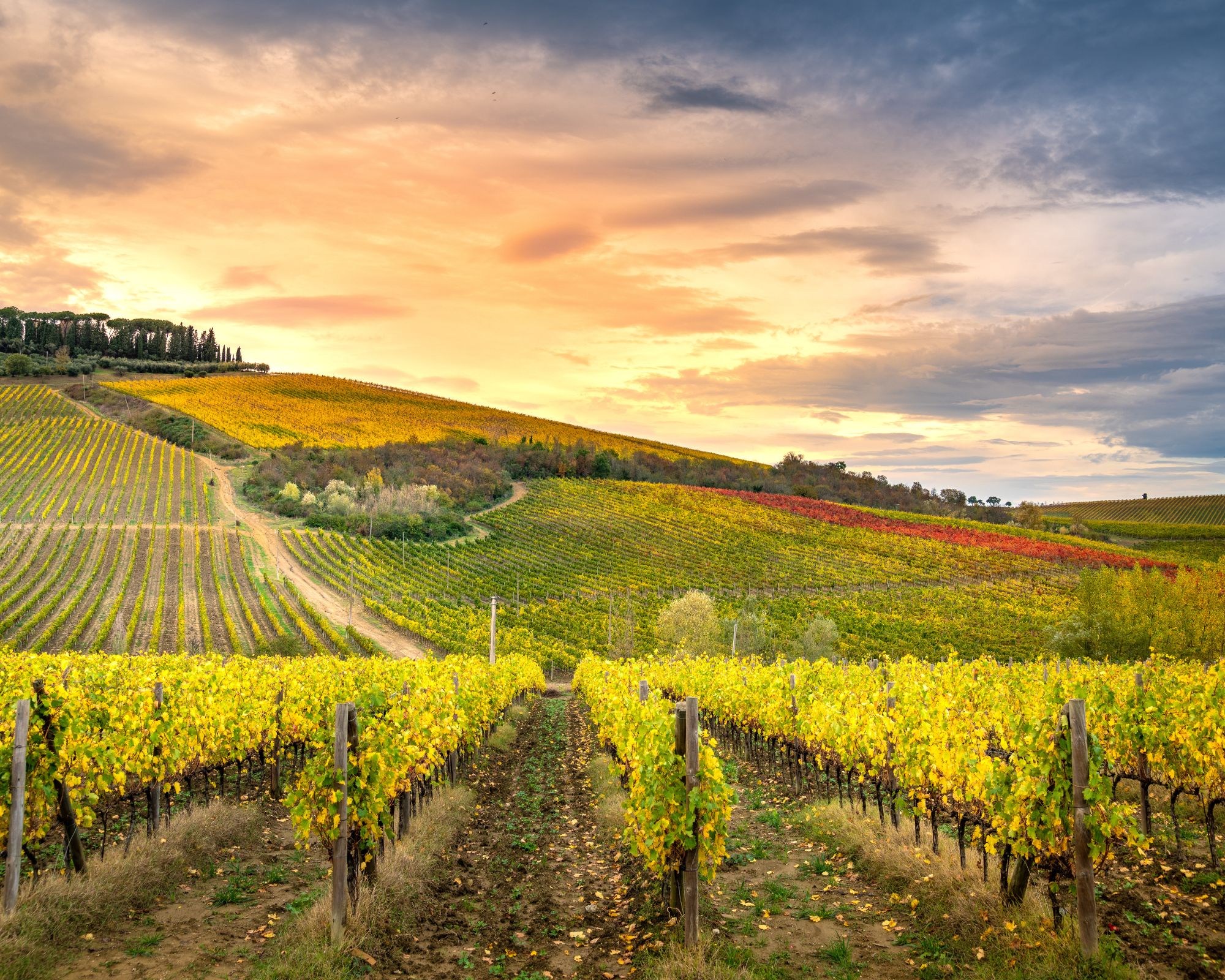 Siena, San Gimignano, Monteriggioni and Chianti Wine Tasting Tour from Florence - Photo 4