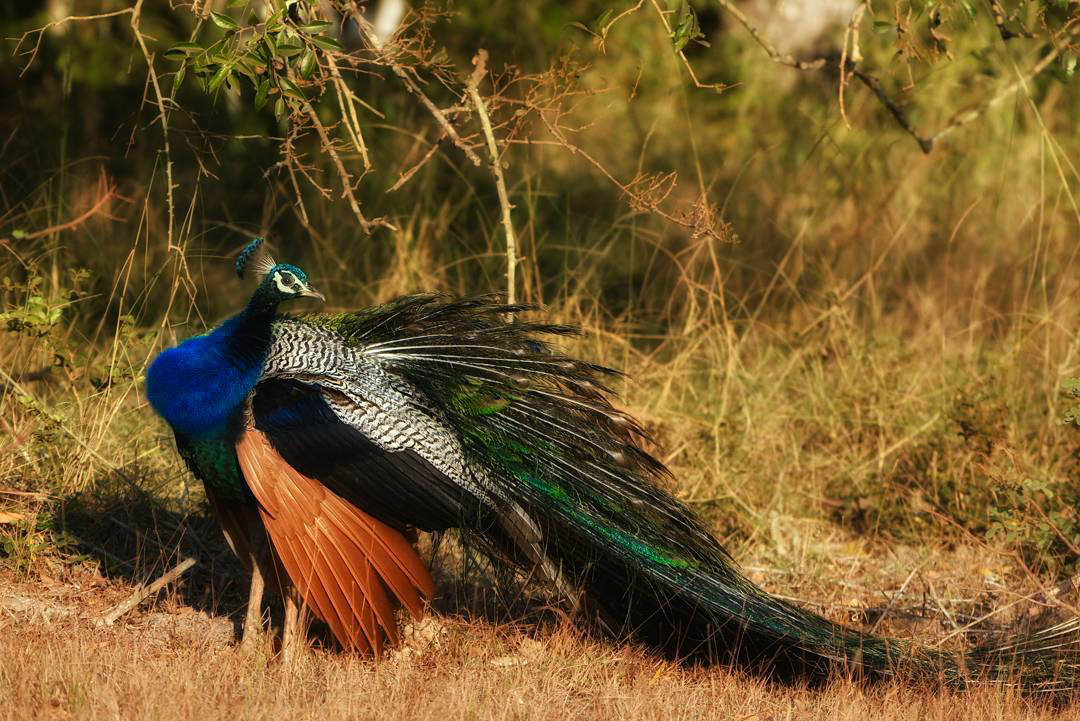 Bundala National Park Shared Safari.