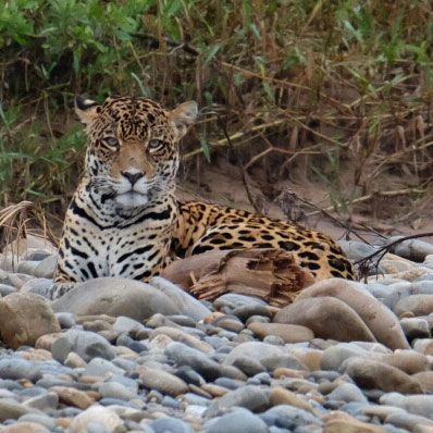 BO-RUR-02: Rurrenabaque | Jungle Tour | 3D/2N Immersive Amazon in Madidi National Park