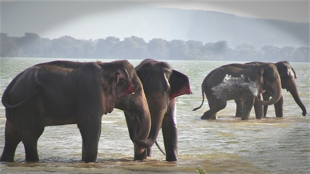 Kalawewa National Park Private Safari with Naturalist