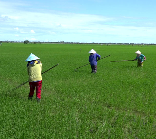 Explore U Minh Thuong Forest and The Bike trip In Pineapple Villages