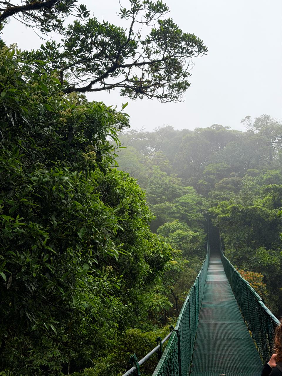 Puentes colgantes de Monteverde con un guía turístico local. - Foto 4