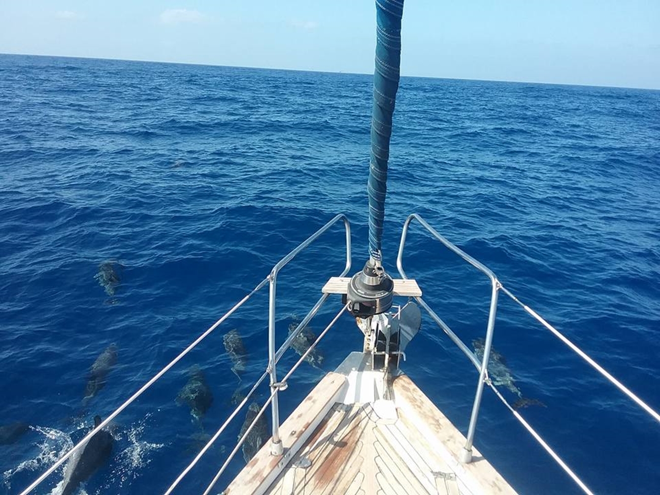 Teide y Delfines, un día mágico! - Photo 10