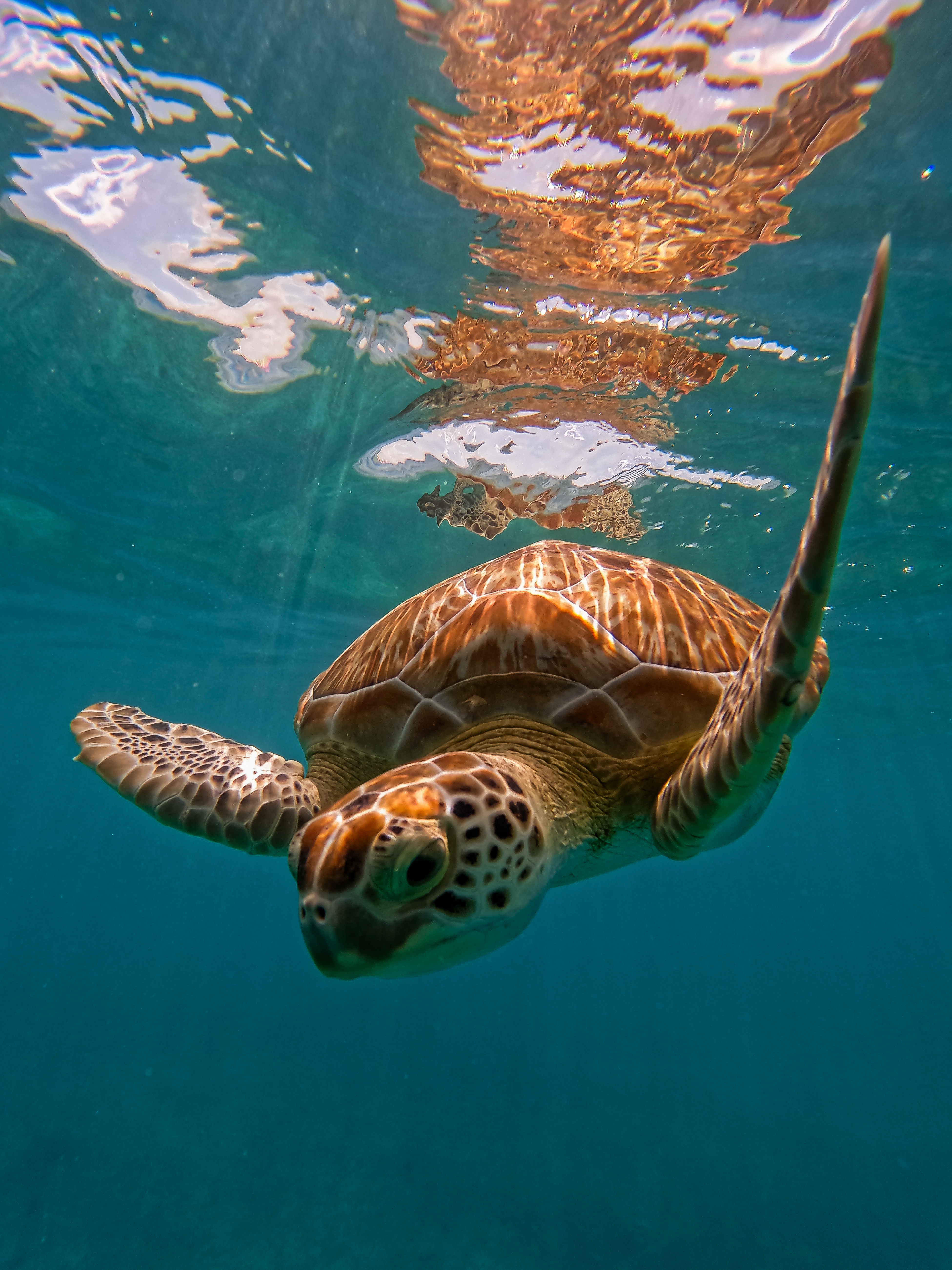 2 horas de Snorkeling en dos puntos del arrecife de Tulum — 46/78