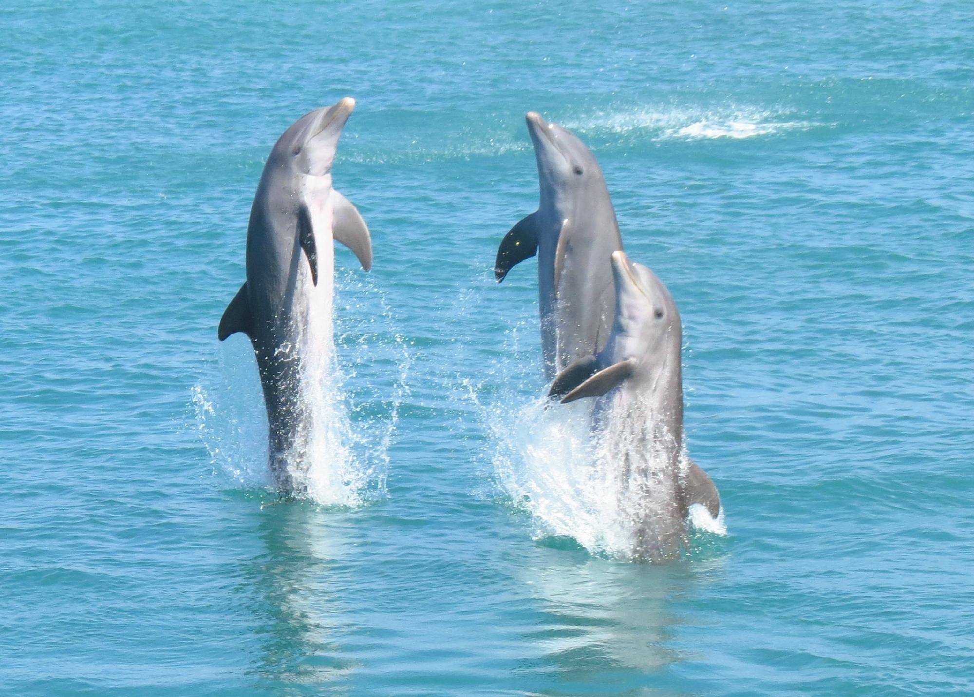 Experiencia Dolphin Cove Ocho Ríos - Nado con delfines en Jamaica