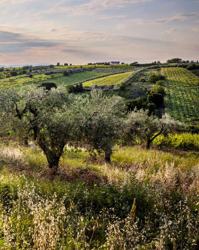 Tour de vinos entre historia y degustación en Bodega Feudo Antico - Foto 5