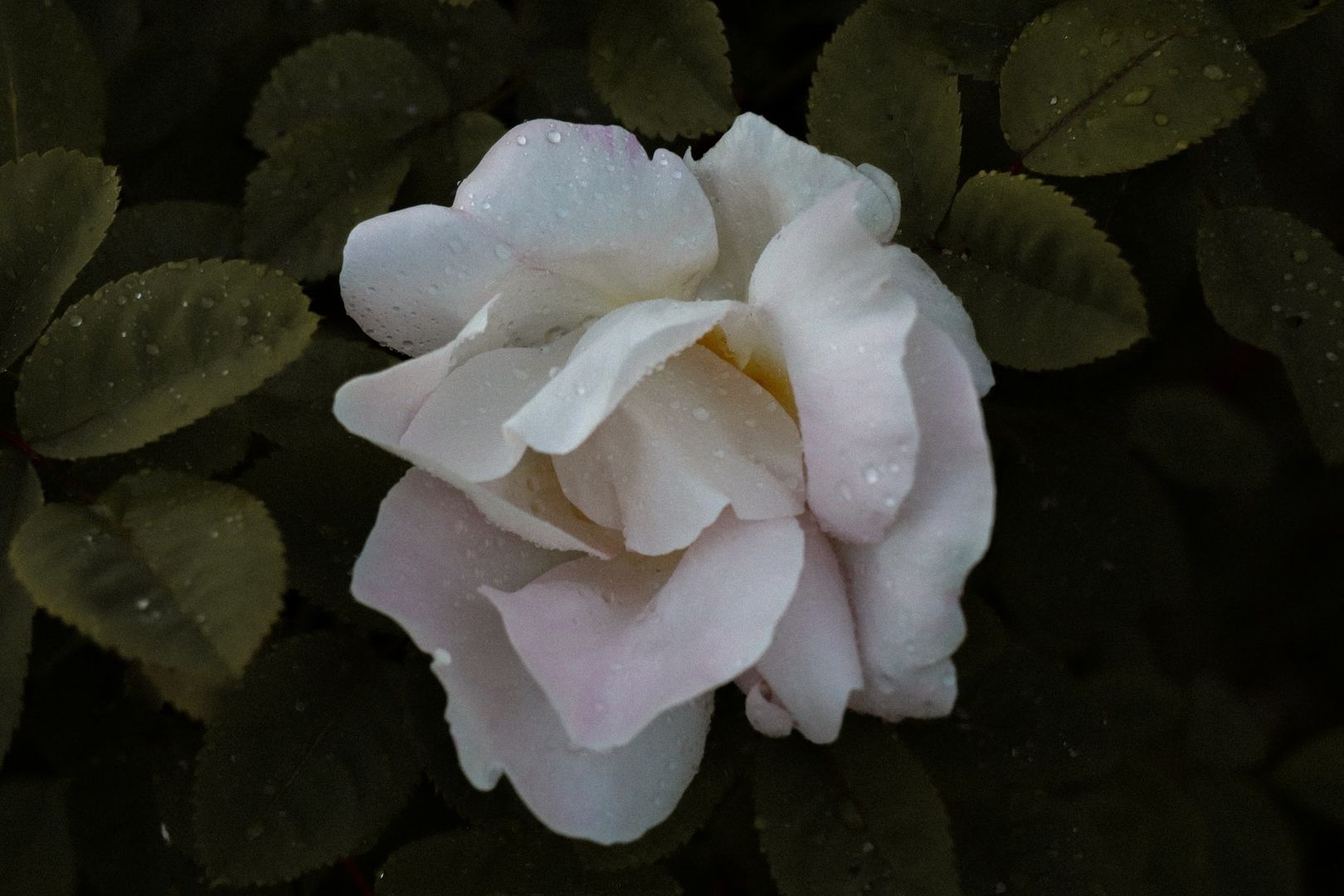 A Walking Audio Tour on Mobile App in York: Ghosts, History, and Chocolate