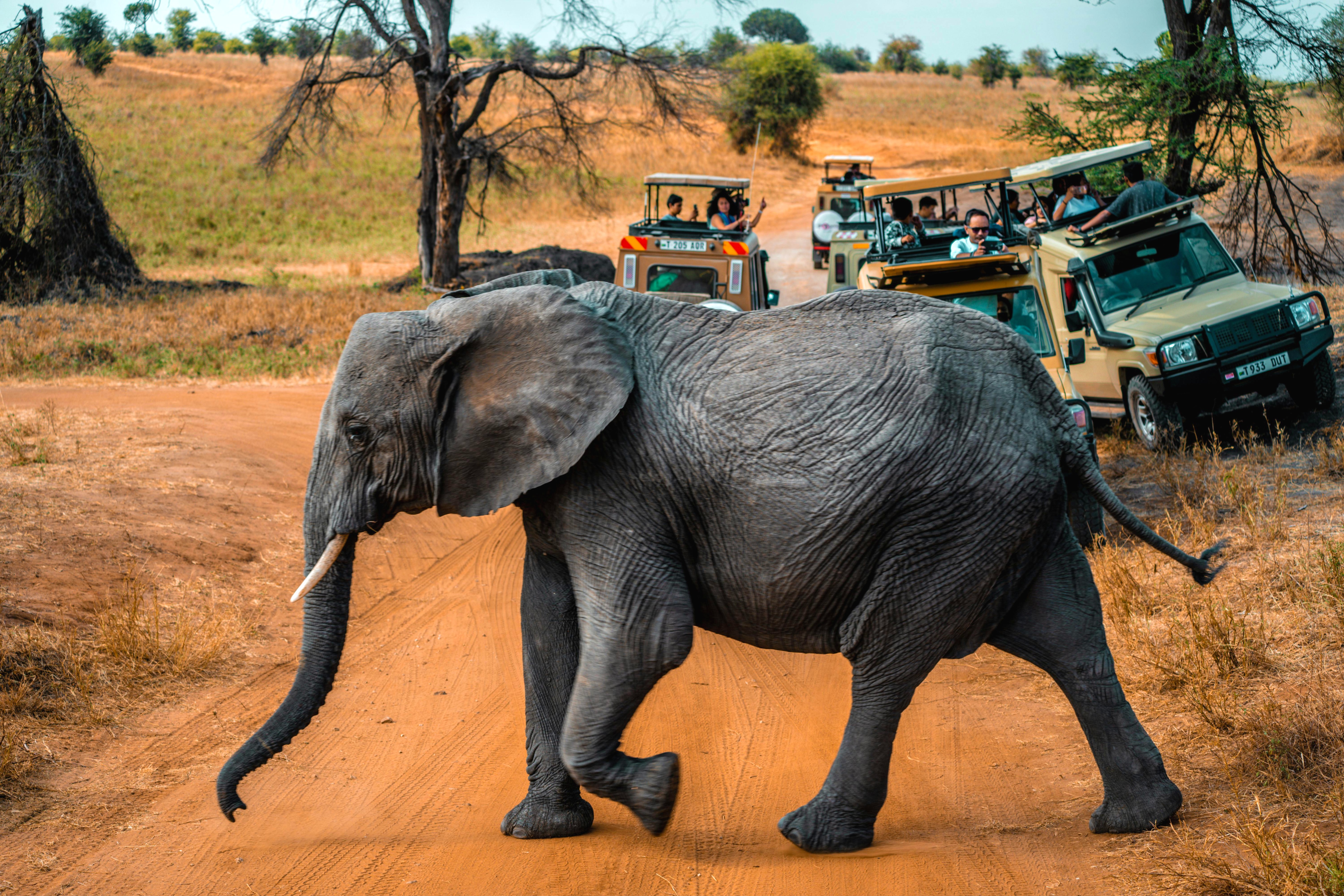2-Day Tanzania Safari | Tarangire & Ngorongoro Big Five Experience