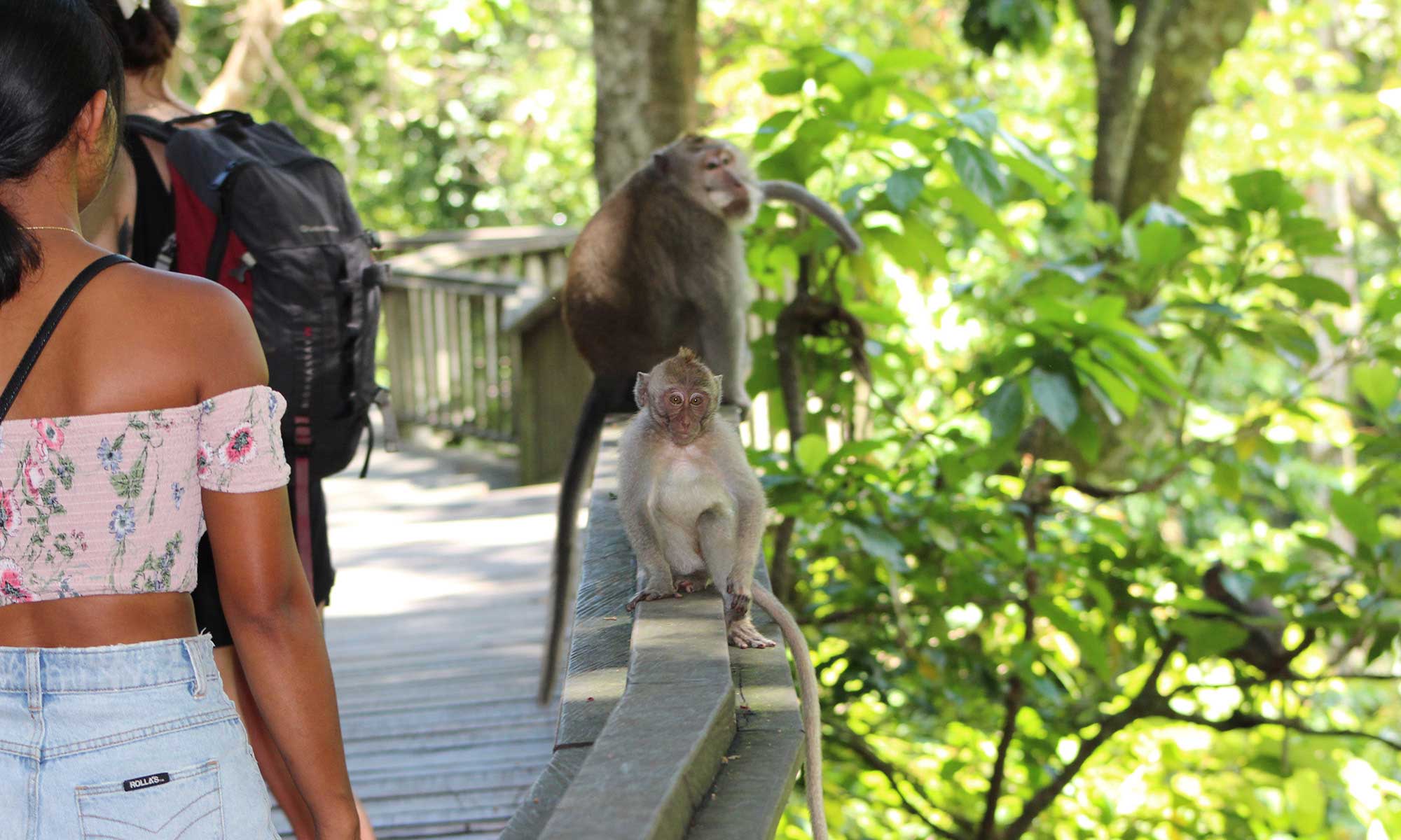 Best of Ubud : Monkey forest - Swing - Rice Terrace - Temple 