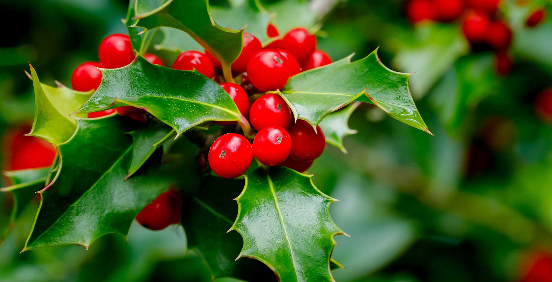 Christmas Wreath Making Experience – photo 4