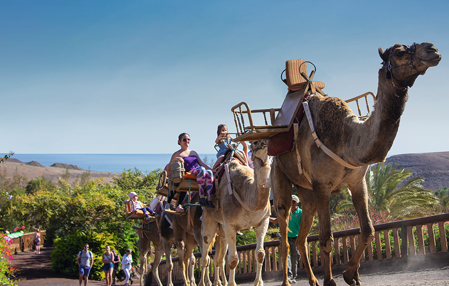 Oasis Wildlife Ticket Entrance + Camel Experience