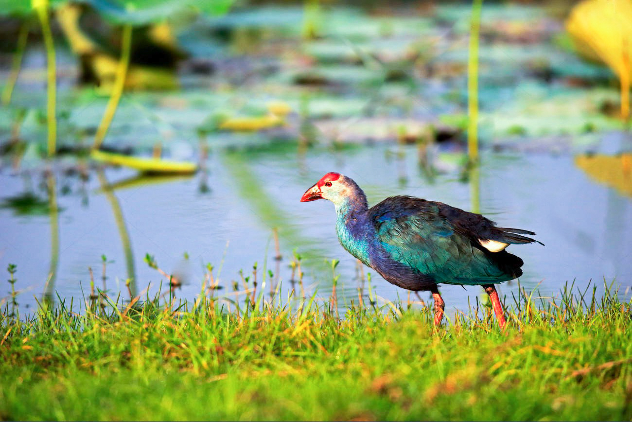 Bundala National Park Shared Safari.
