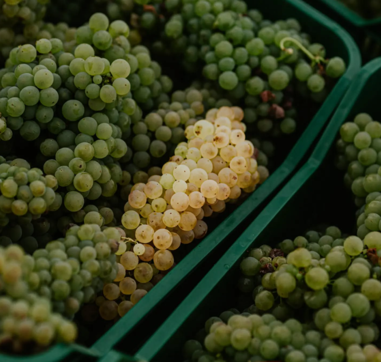 Marche Wines: Explore the Richness of Local Flavors - Photo 5