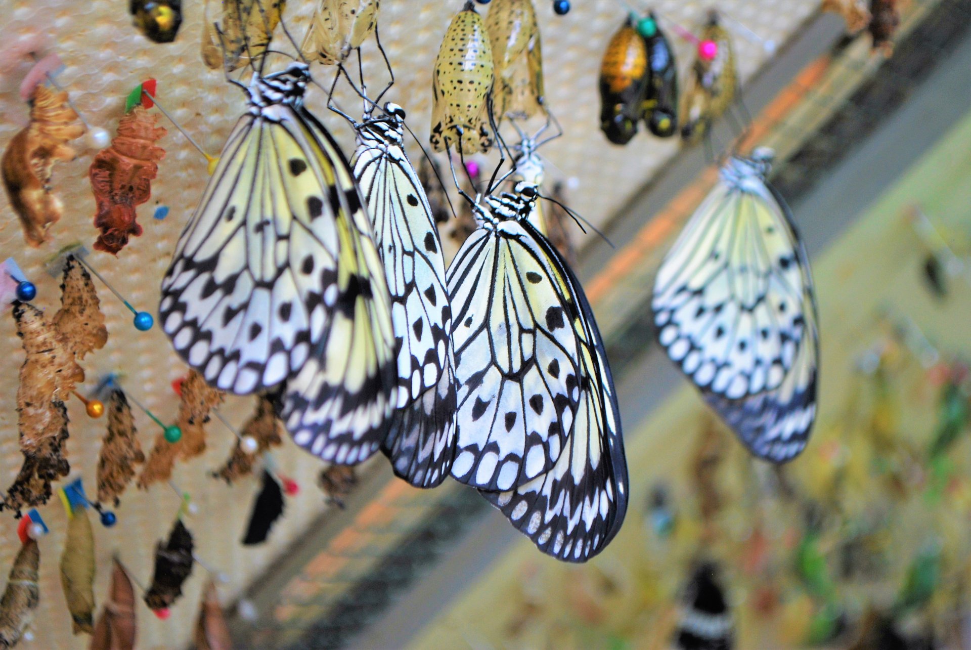 Alghero: visit to the Butterfly House - Photo 5