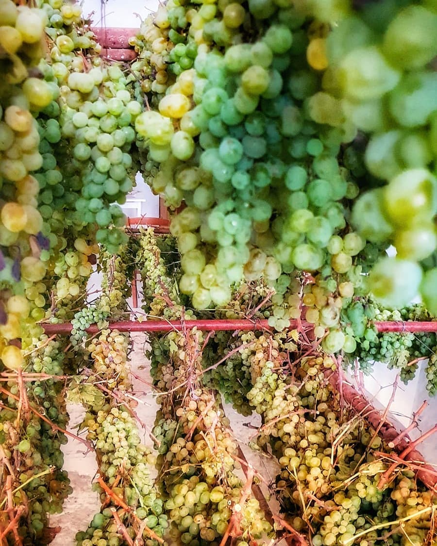 Harvest time: Educational Farm in the Vineyard - Photo 10