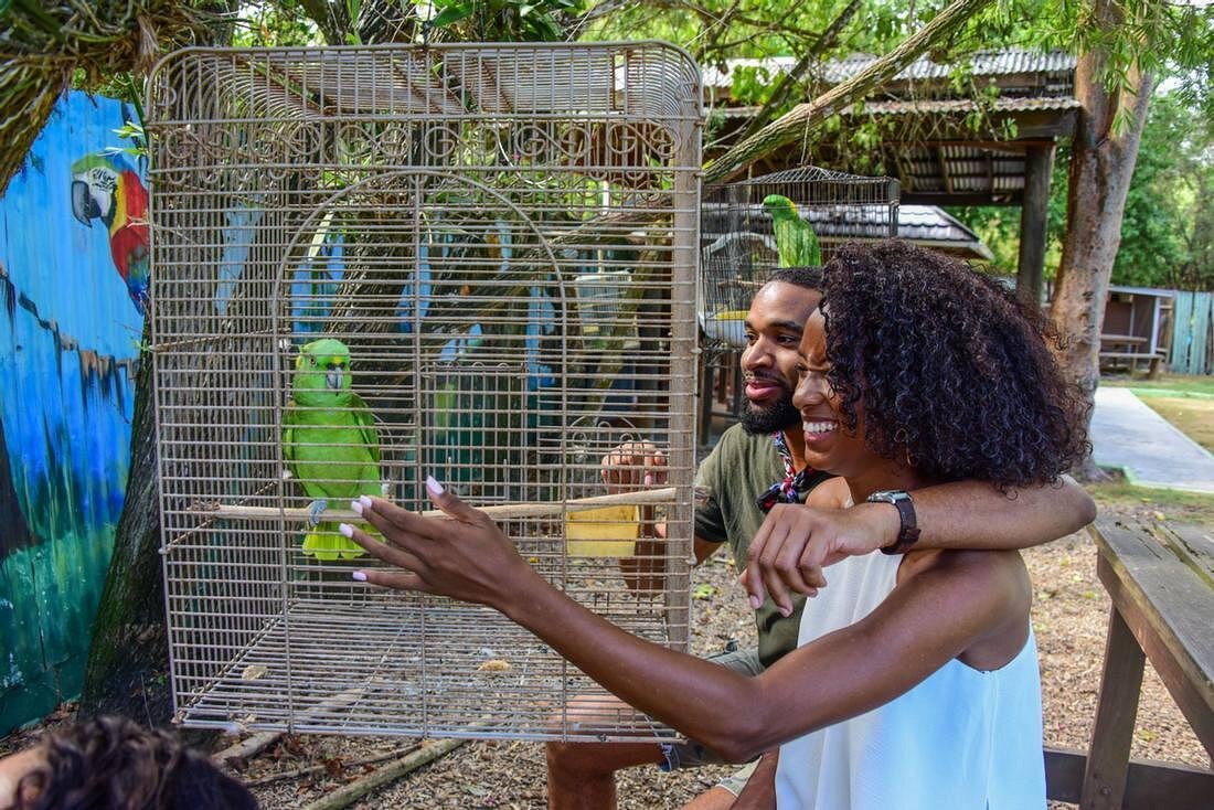Experimente los famosos colibríes de Jamaica en Rocklands Bird Sanctuary-Montego Bay