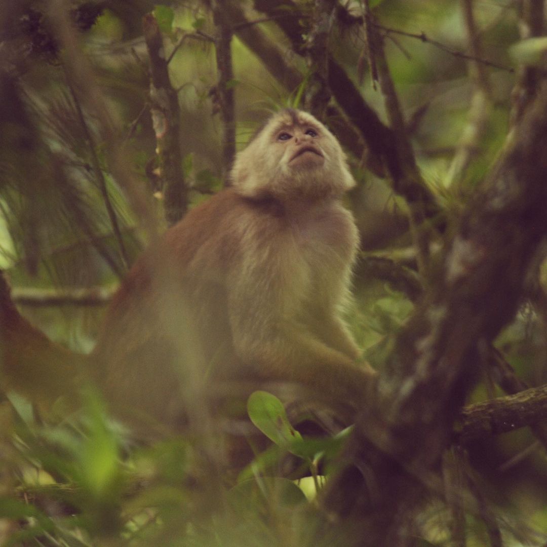 Tum-03 : Parque Nacional Cerros de Amotape - Hacia lo Salvaje - Foto 2
