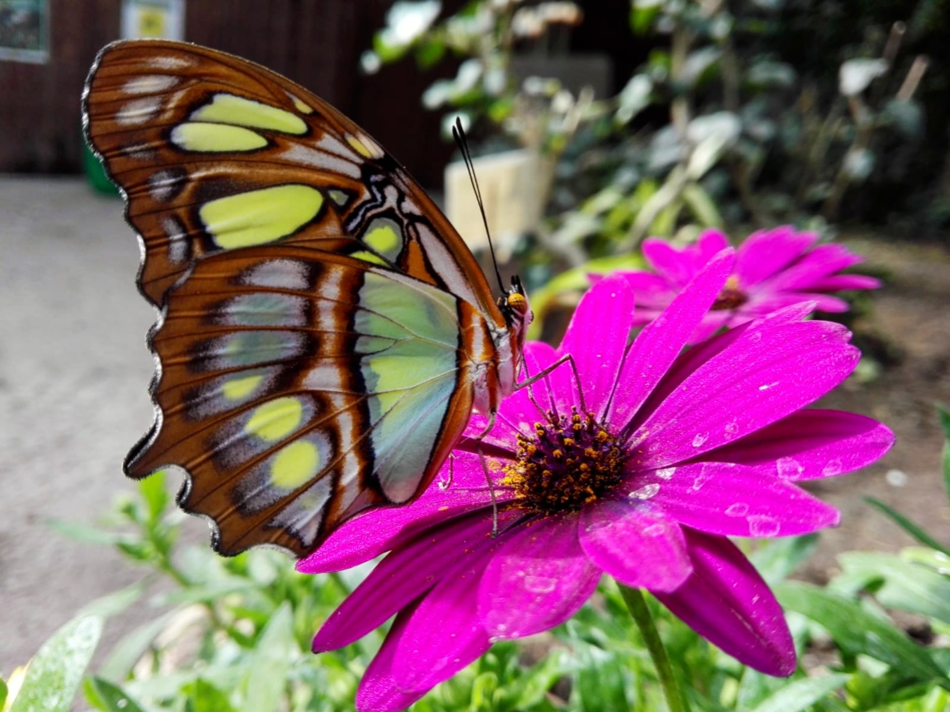Alghero: visit to the Butterfly House - Photo 11
