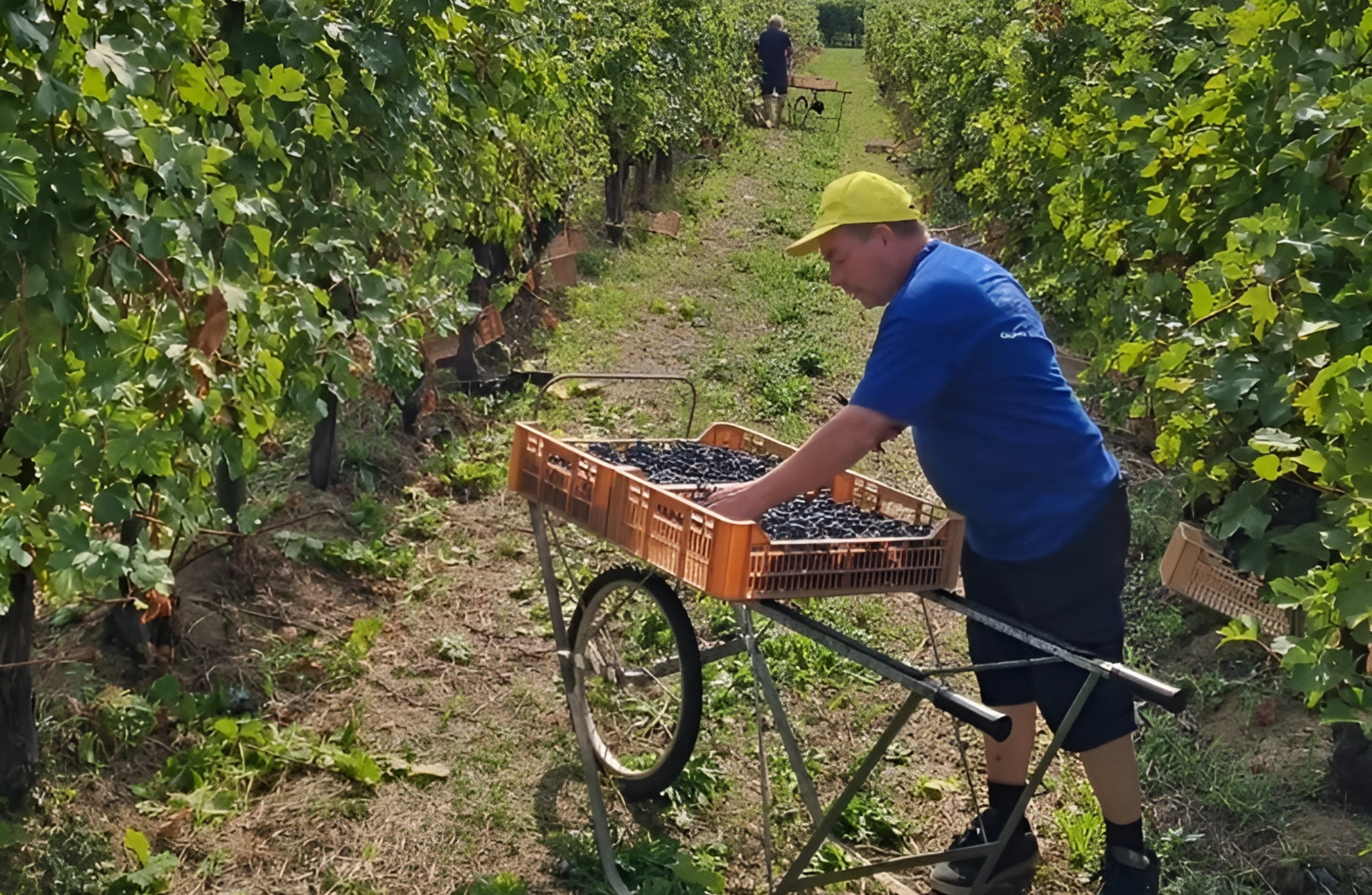 Boutique Winery Tour & Tasting in Valpolicella - Photo 3