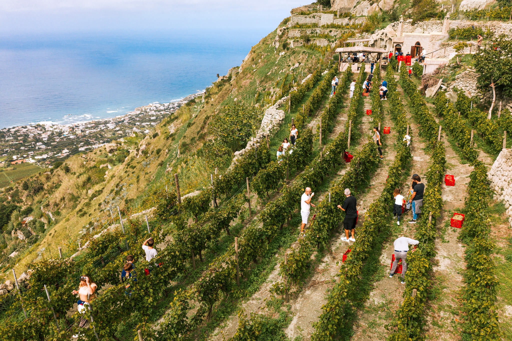 Ischia: 3 Hours Wine Tasting Experience, Vineyards & Pick-up - Photo 5