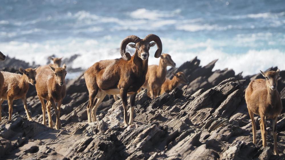 ASINARA ISLAND TOUR - Full Day (Off Road Tour in the National Park) - Photo 8