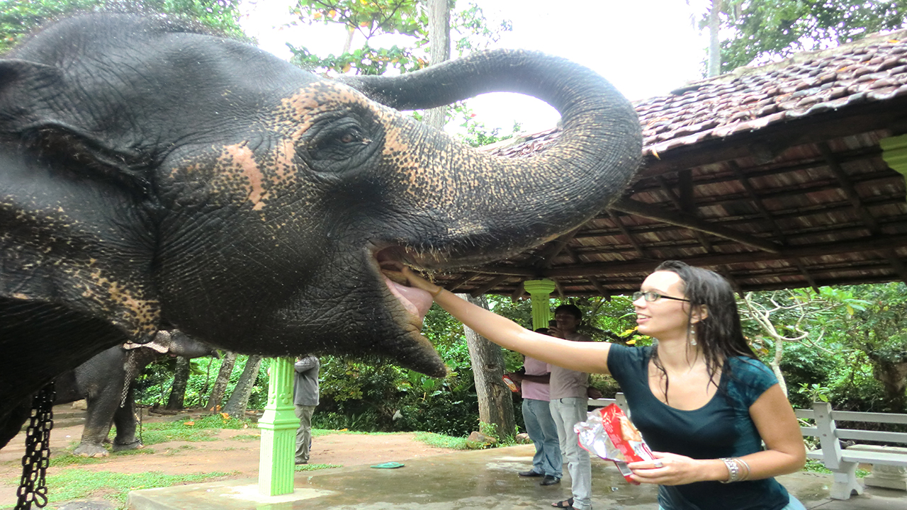 Millennium Elephant Foundation and Kandy Tour from Negombo