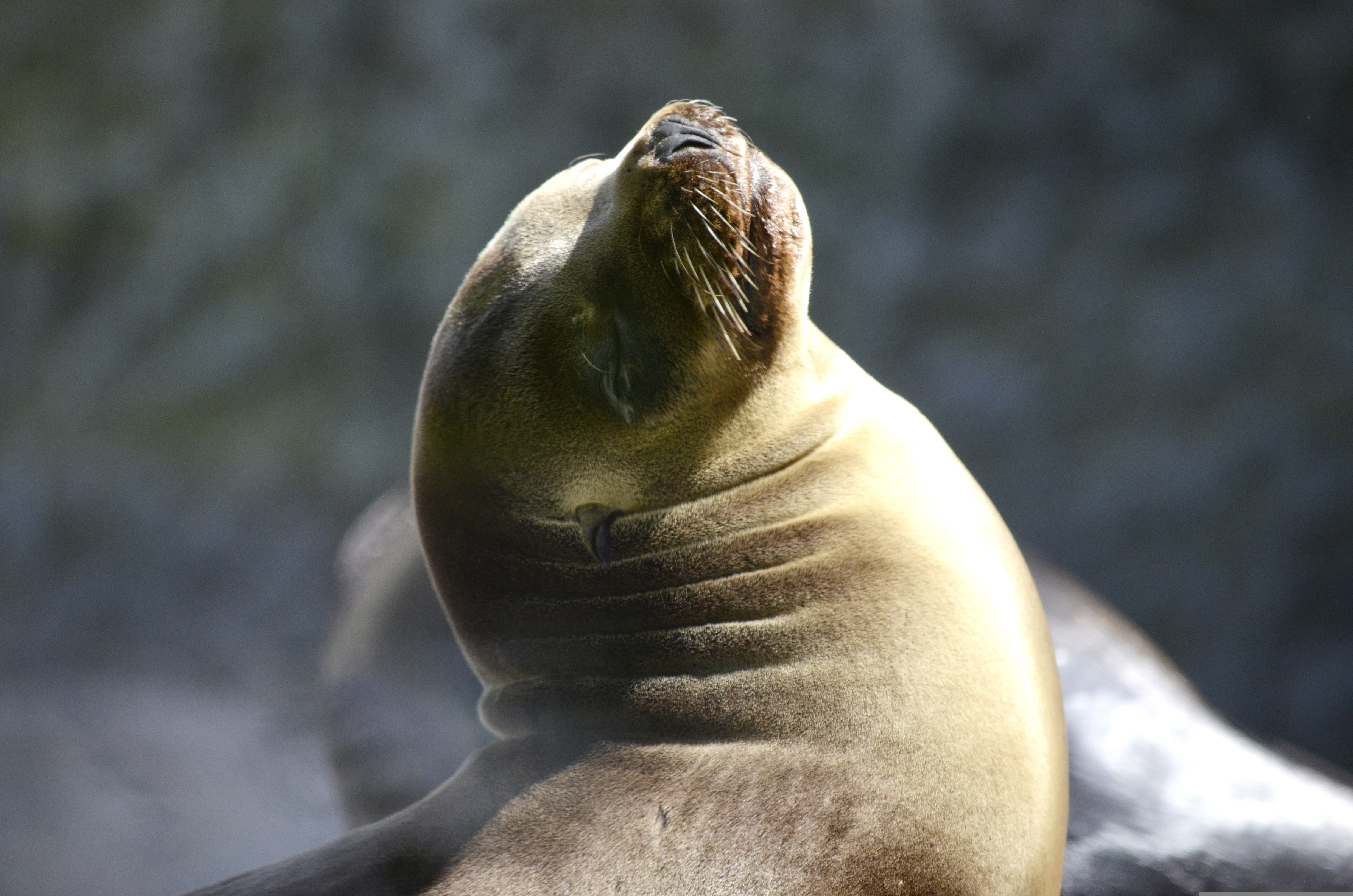 Par-01: Tour en Barco Islas Ballestas - Las Galápagos del Perú