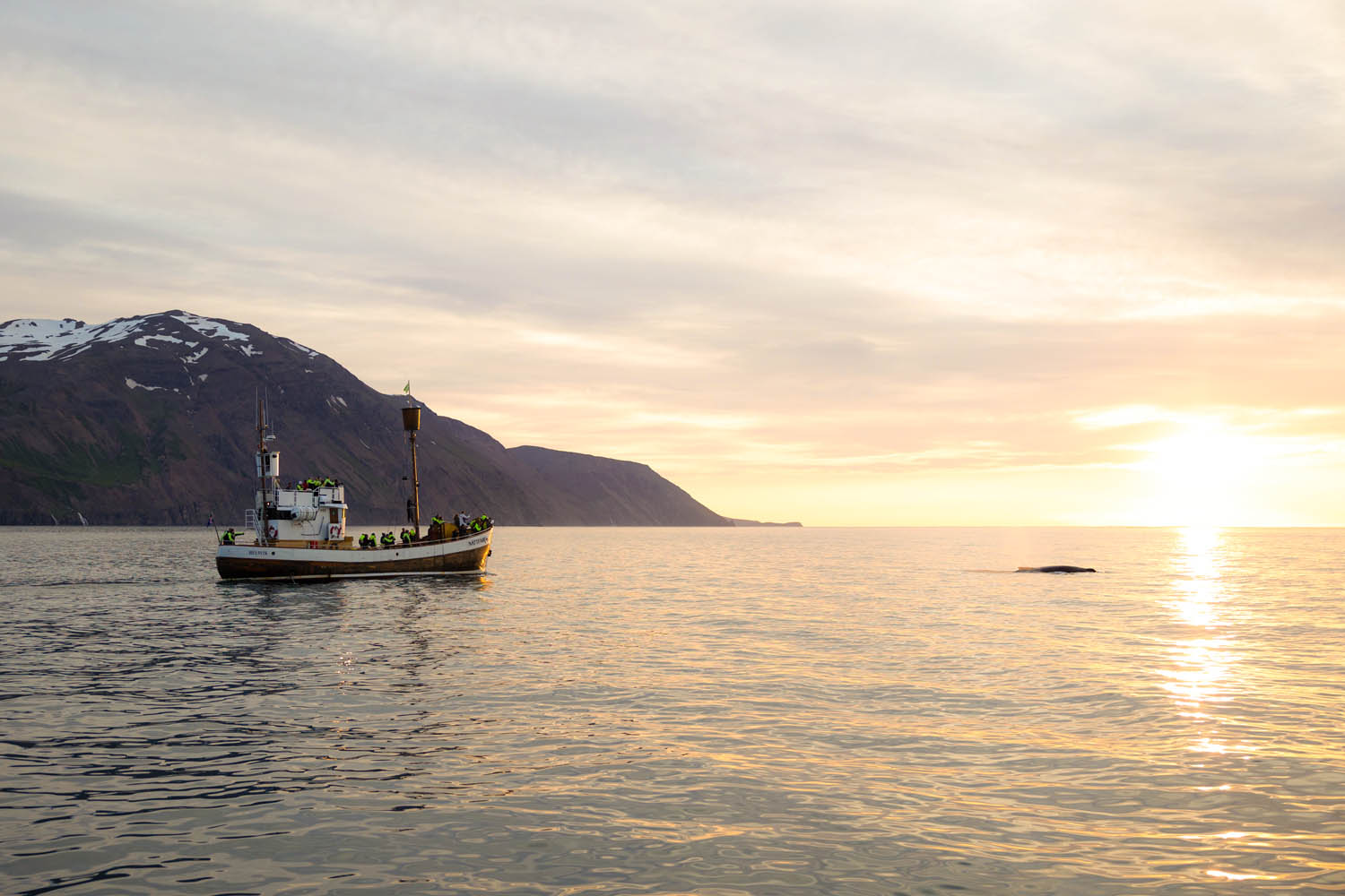 Midnight Sun Whale Watching from Húsavík - photo 7