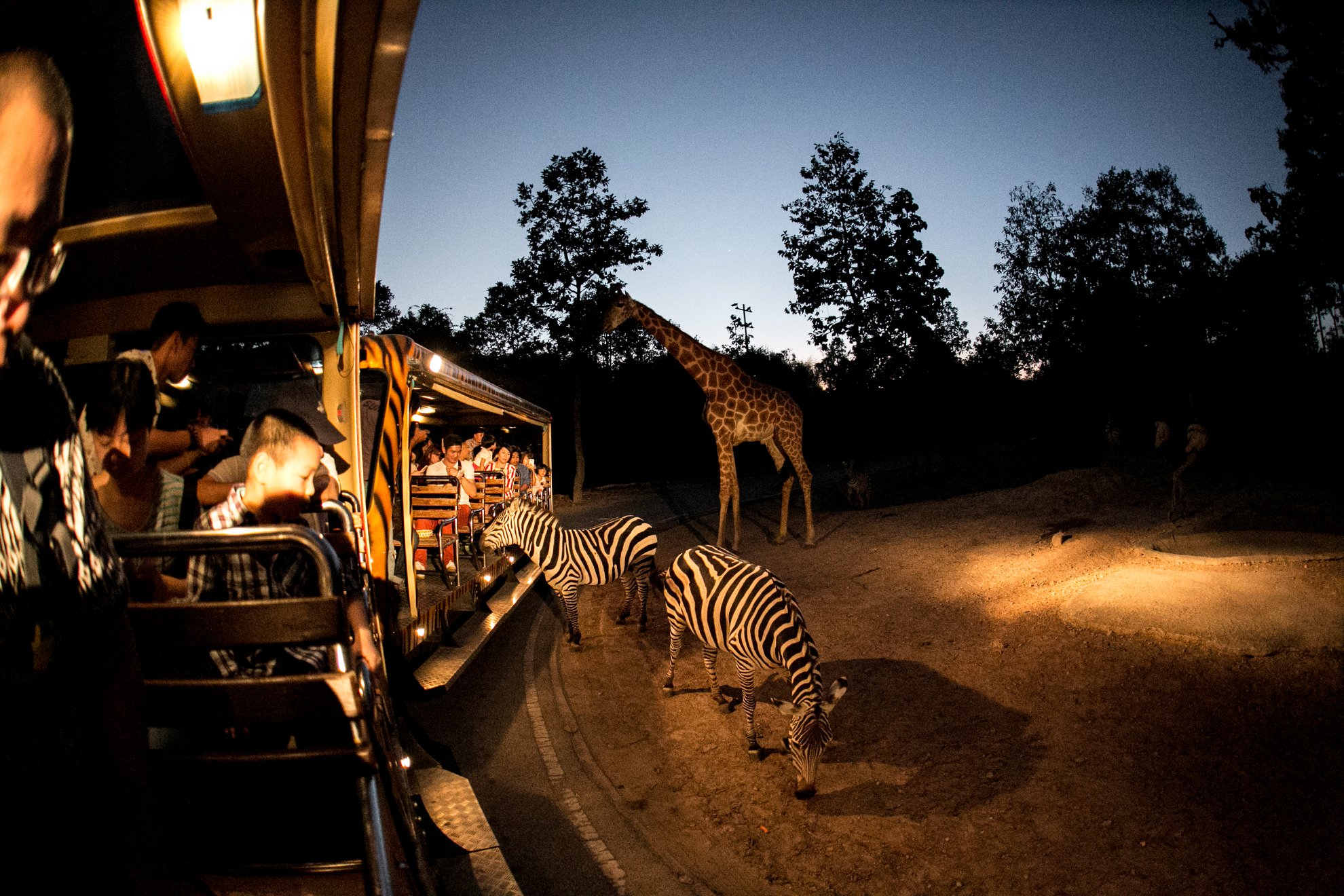 Parque Safari diurno o nocturno de Chiang Mai - Foto 4