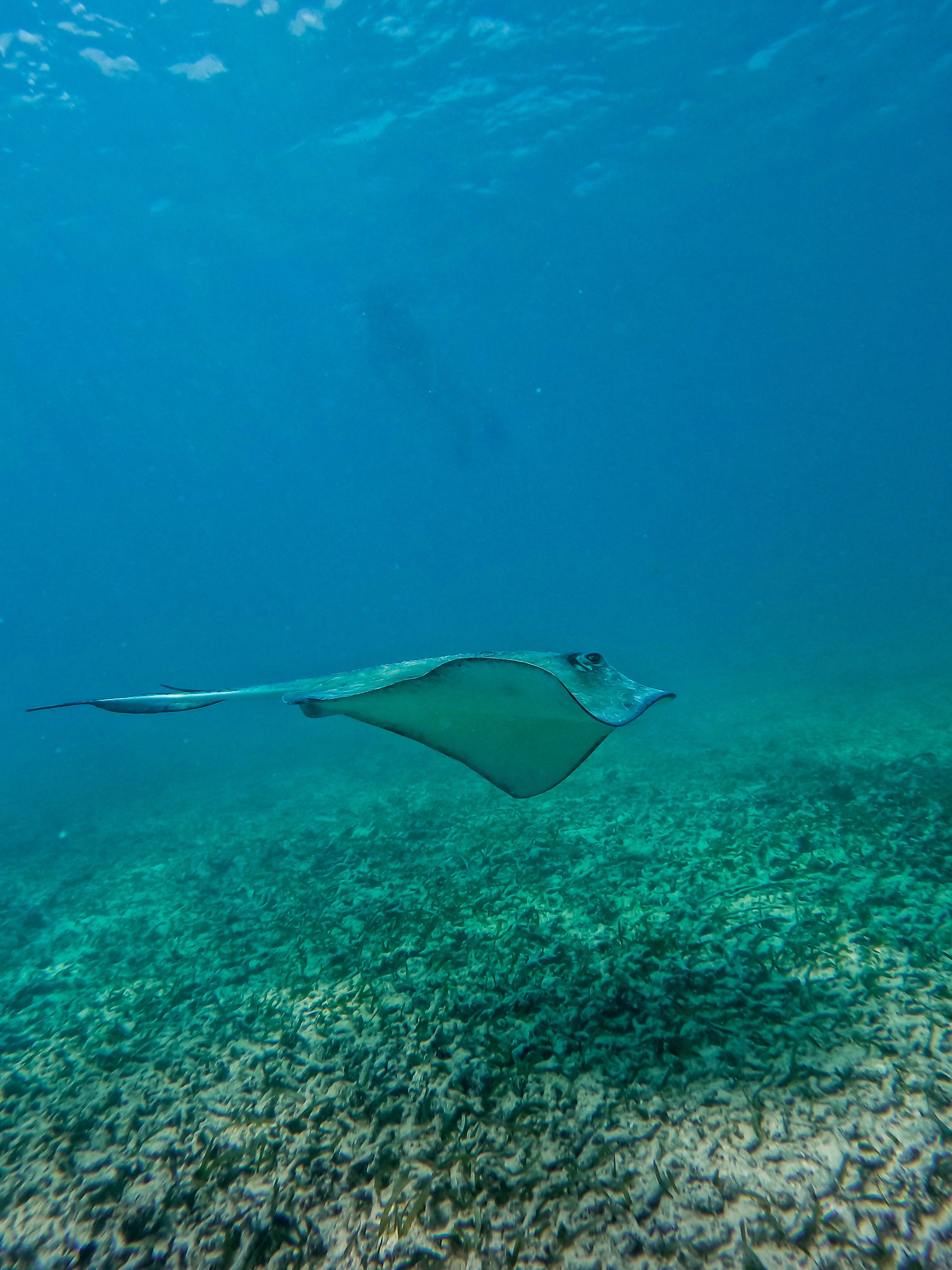 1.5 hours Snorkeling at Tulum's paradise reef — 49/92