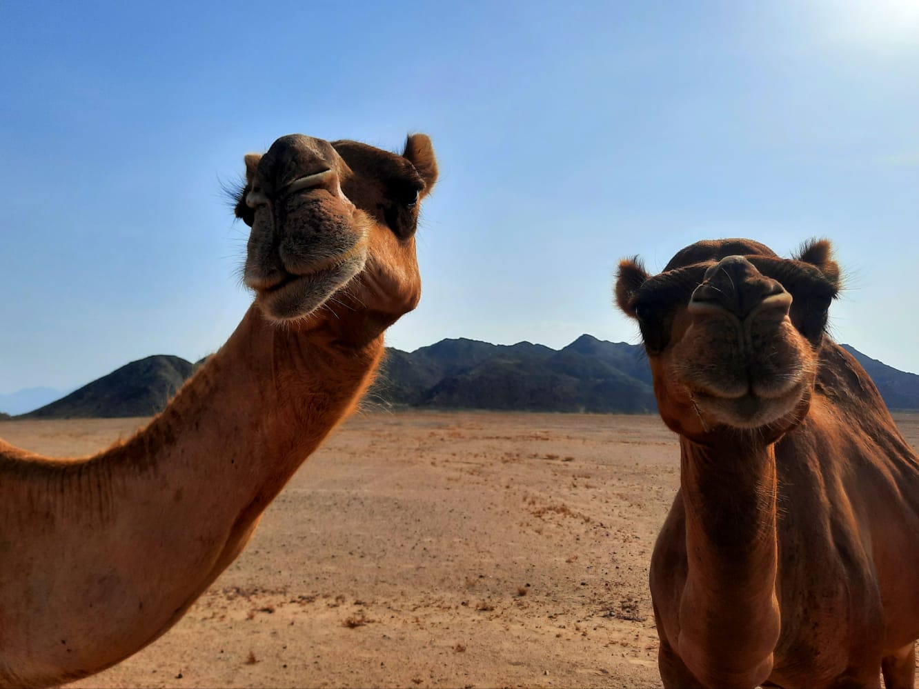 Private Trip to Wadi El Gemal from Marsa Alam