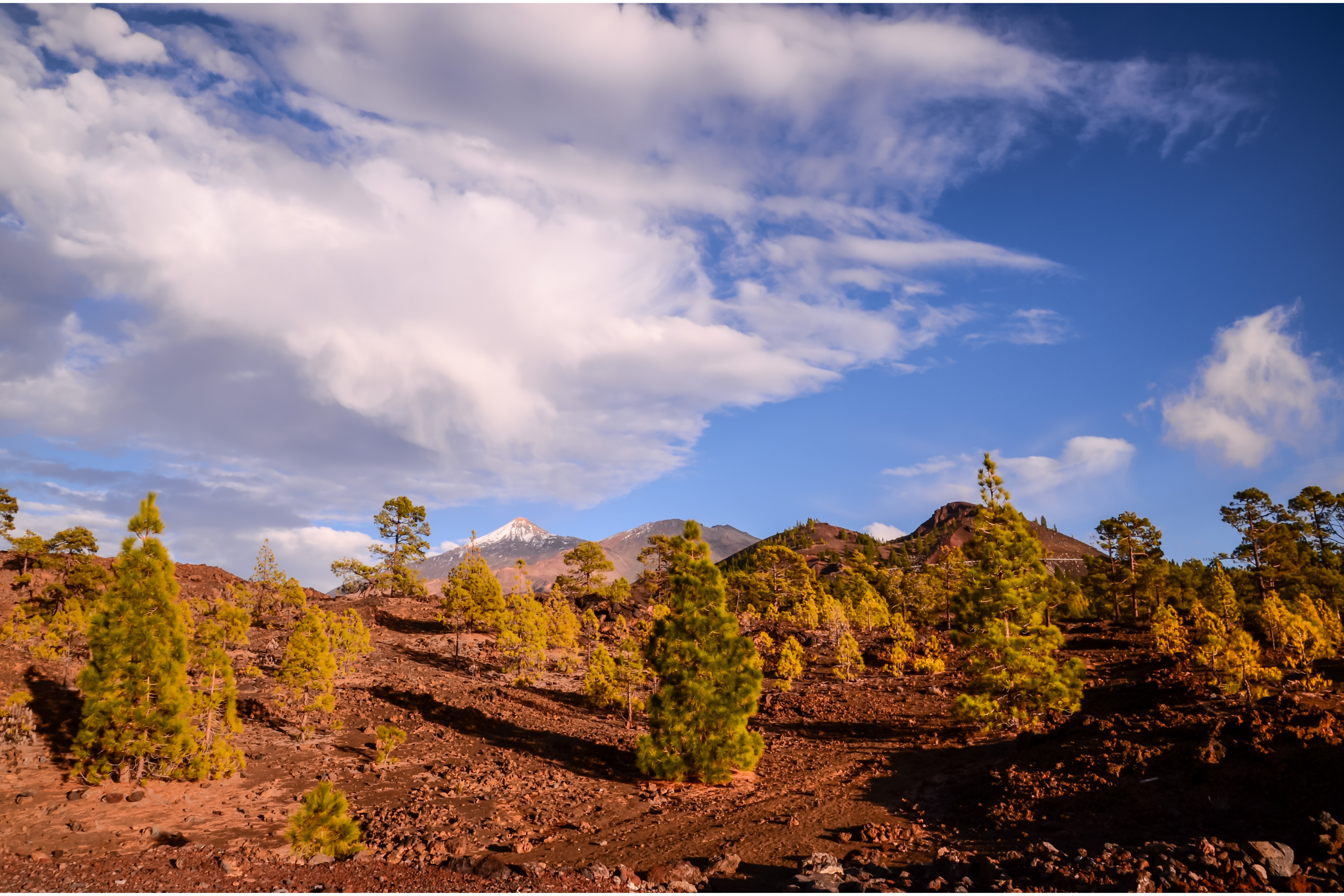 Teide y Delfines, un día mágico! - Photo 7