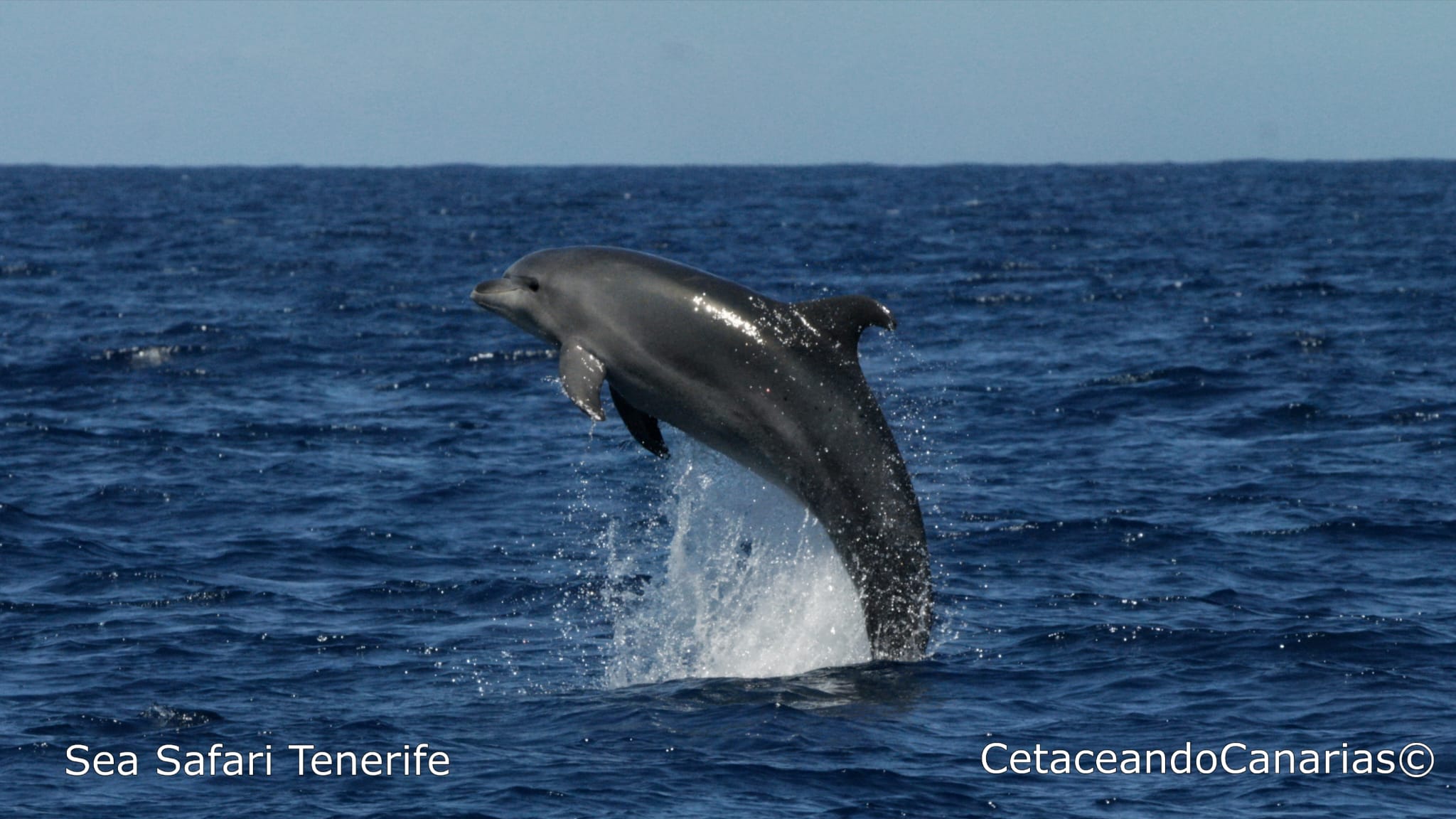 2 hours Private speedboat Sea Safari Tenerife