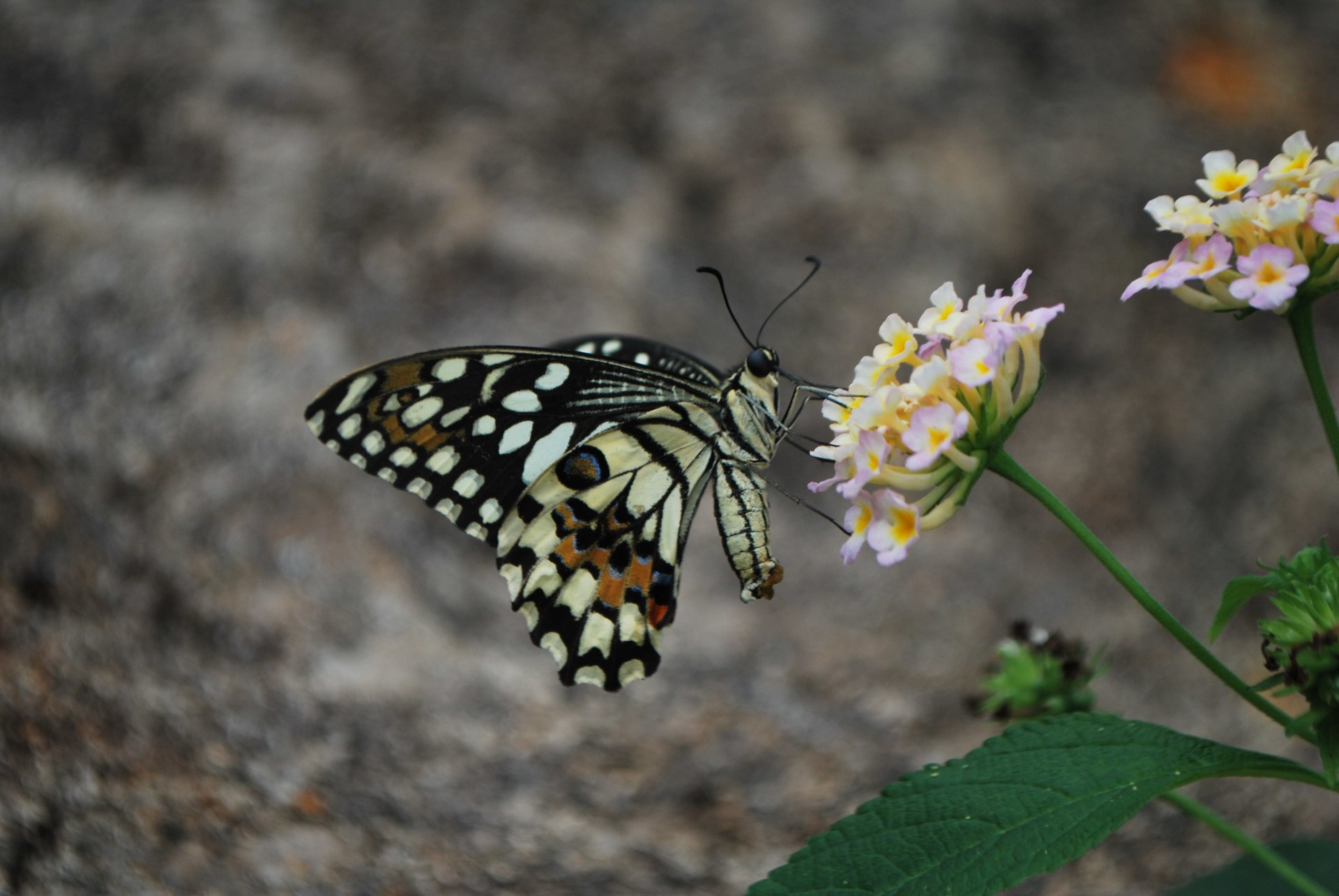 Alghero: visit to the Butterfly House - Photo 3
