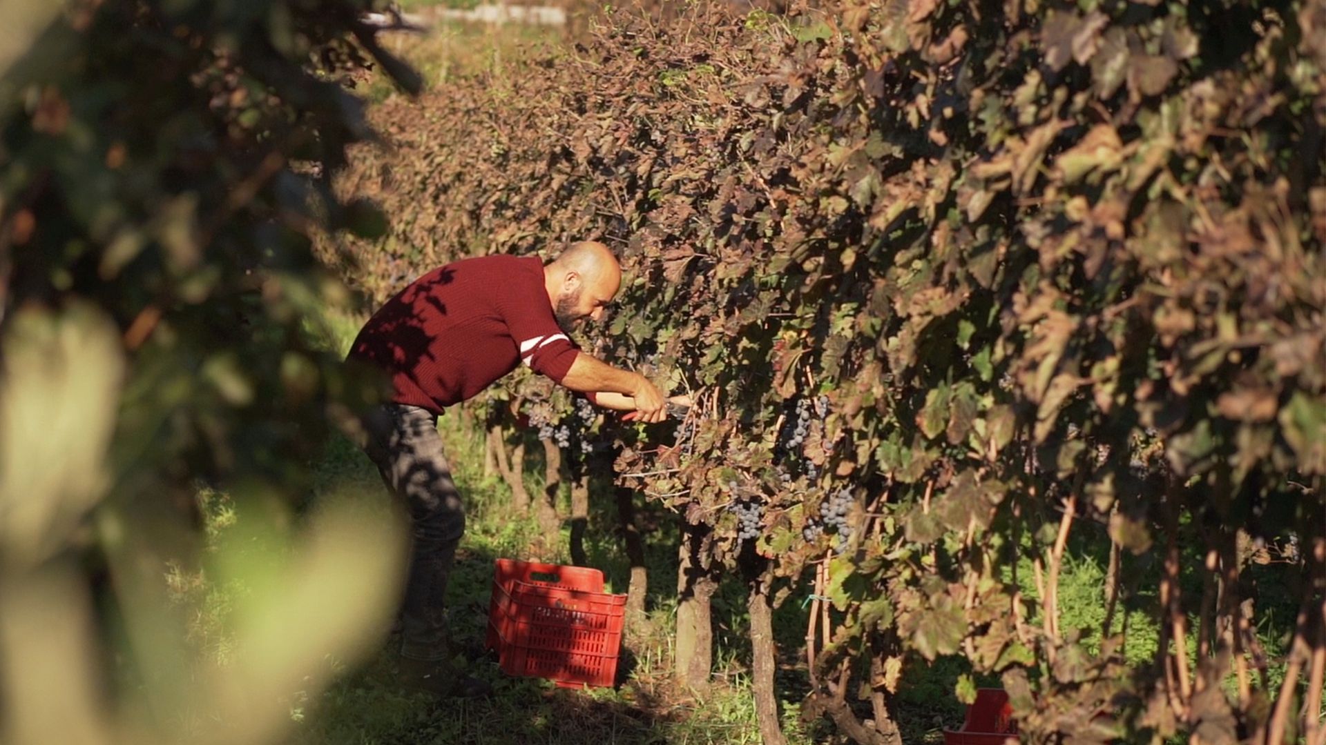 Naples: winery tour and wine tasting on Astroni crater - Photo 8