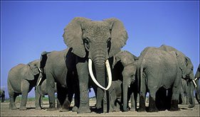8 días de safari africano por Masai Mara, lago Manyara, Ngorongoro y Serengeti - Foto 5