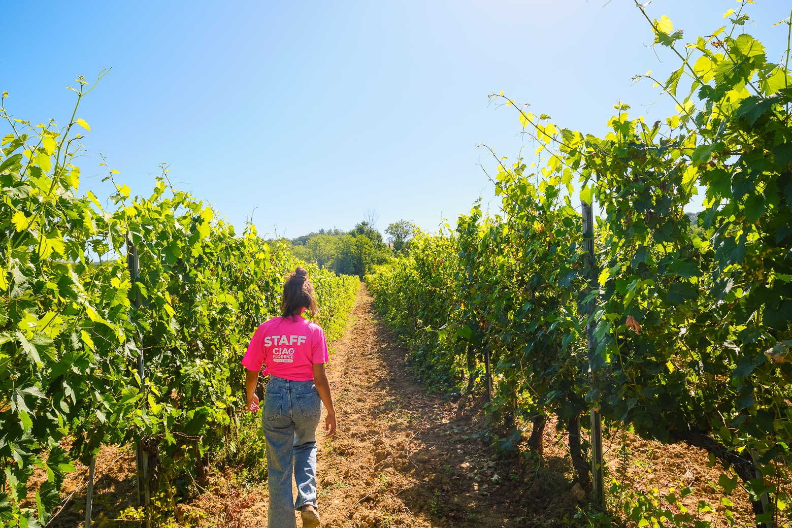 Chianti Vineyards Escape from Florence with Two Wine Tastings from Florence - Photo 3