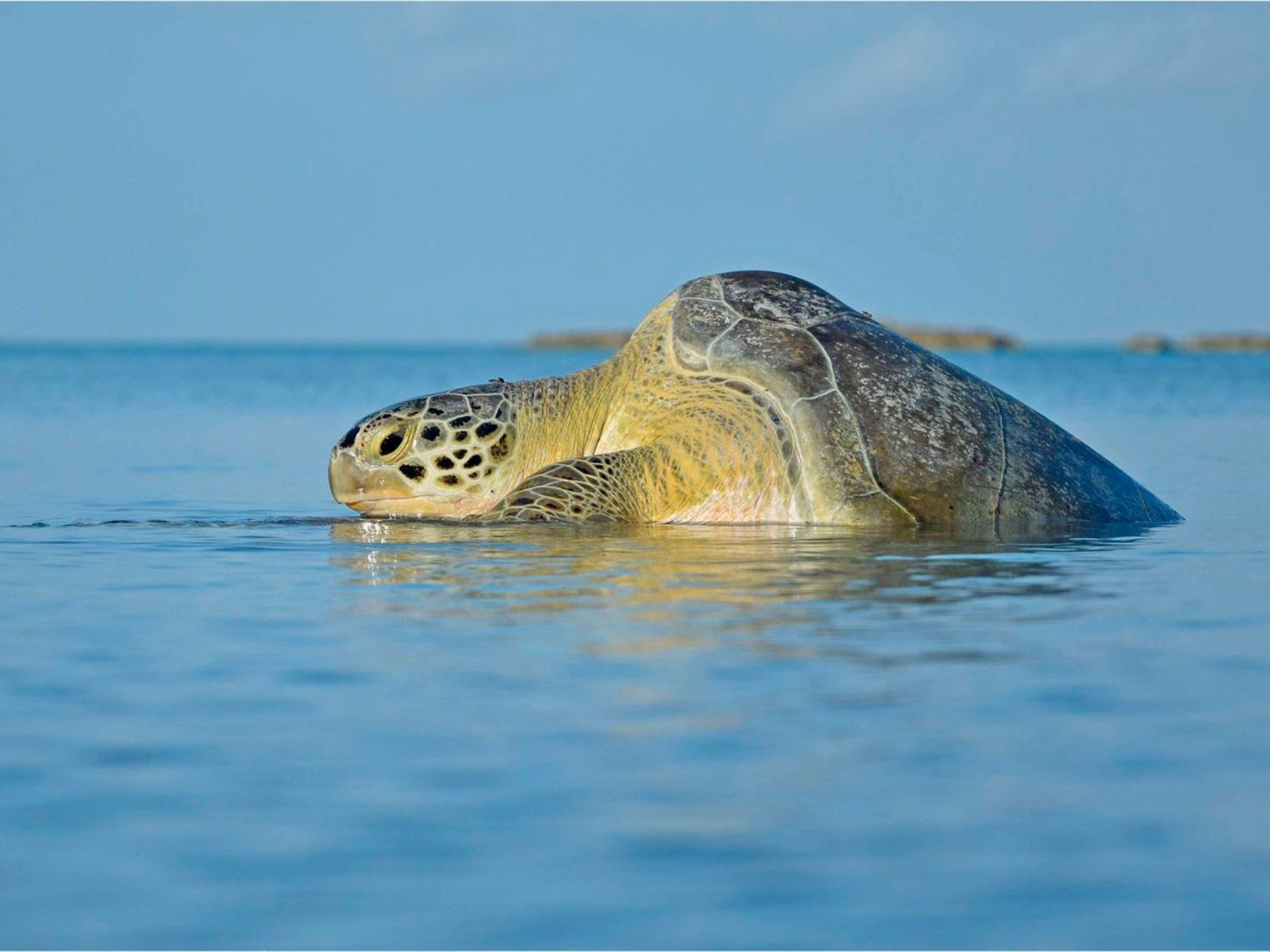 Excursión a Isla Contoy 4
