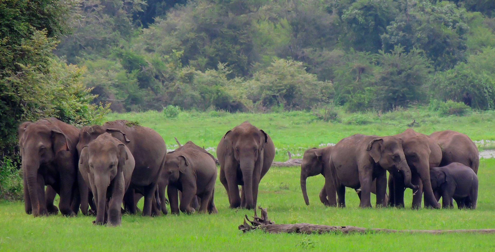 Udawalawe National Park Safari from Hambantota Seaport (Private Day Tour)