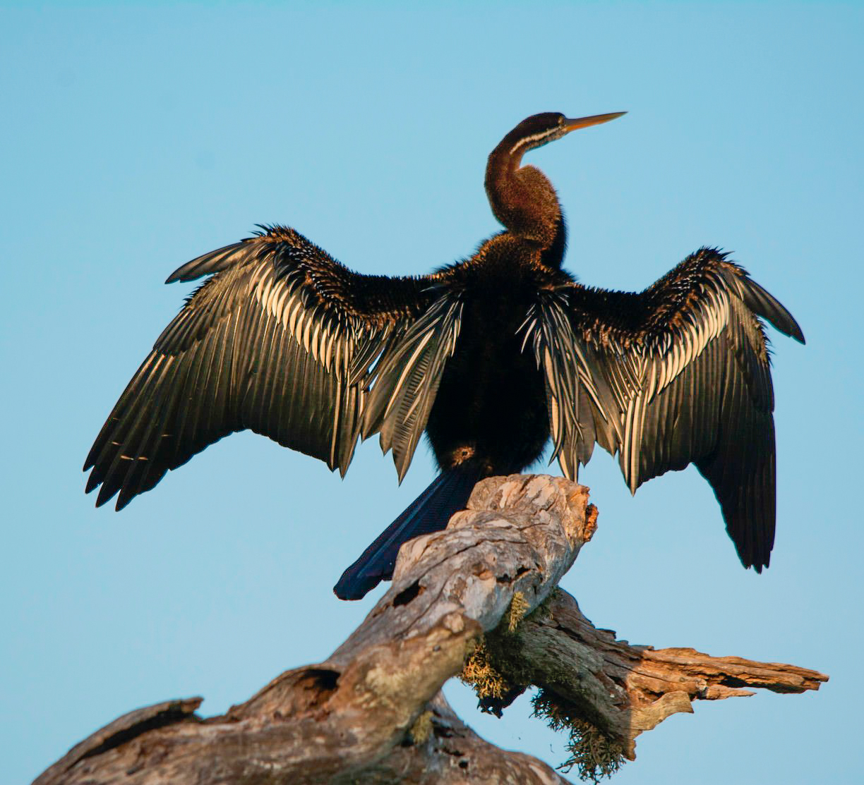 Bundala National Park Shared Safari.