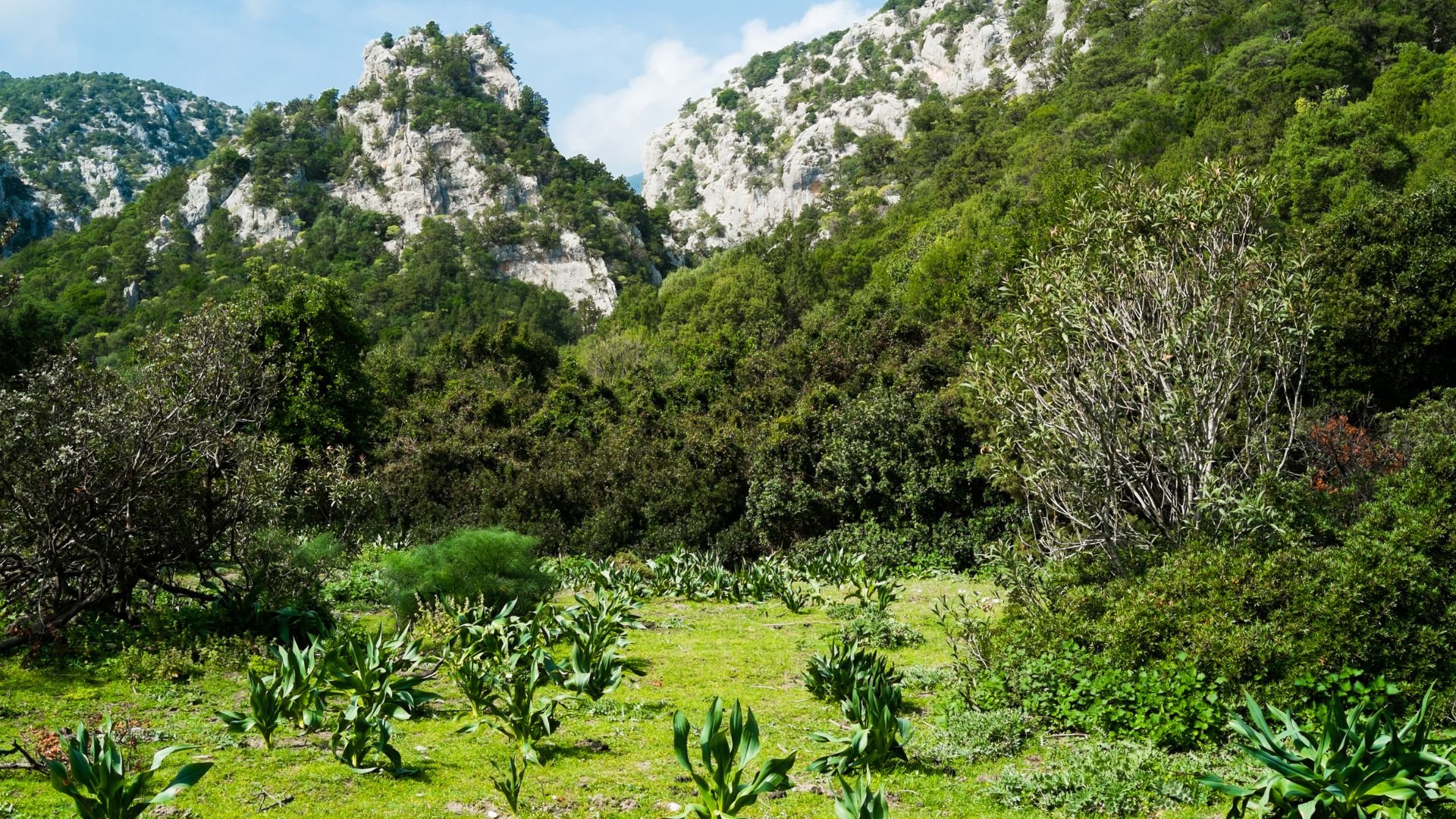 From Dorgali: trekking to Cala Luna - Photo 7