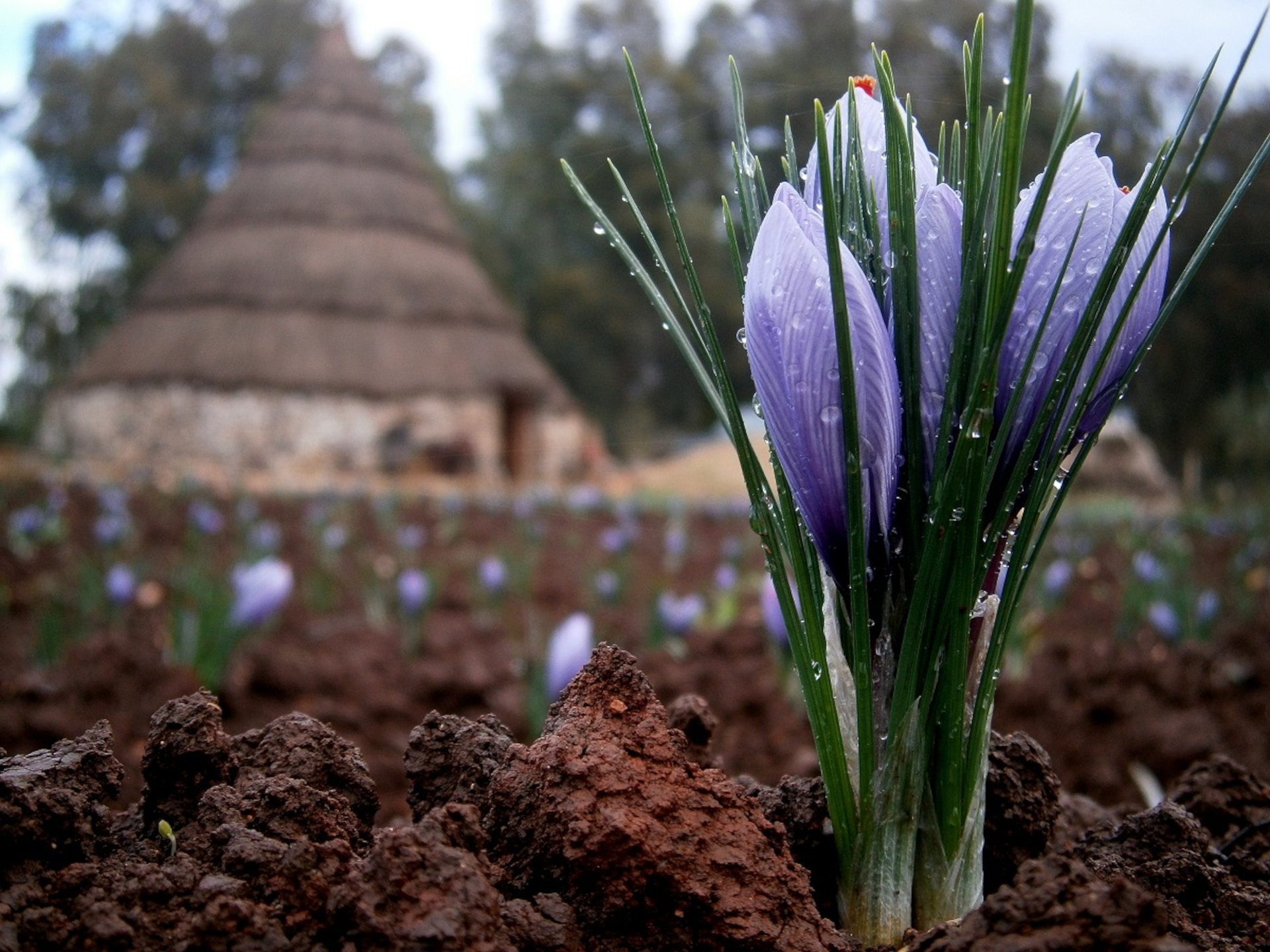 Alghero: saffron workshop with shepherd and tasting in Olmedo - Photo 7