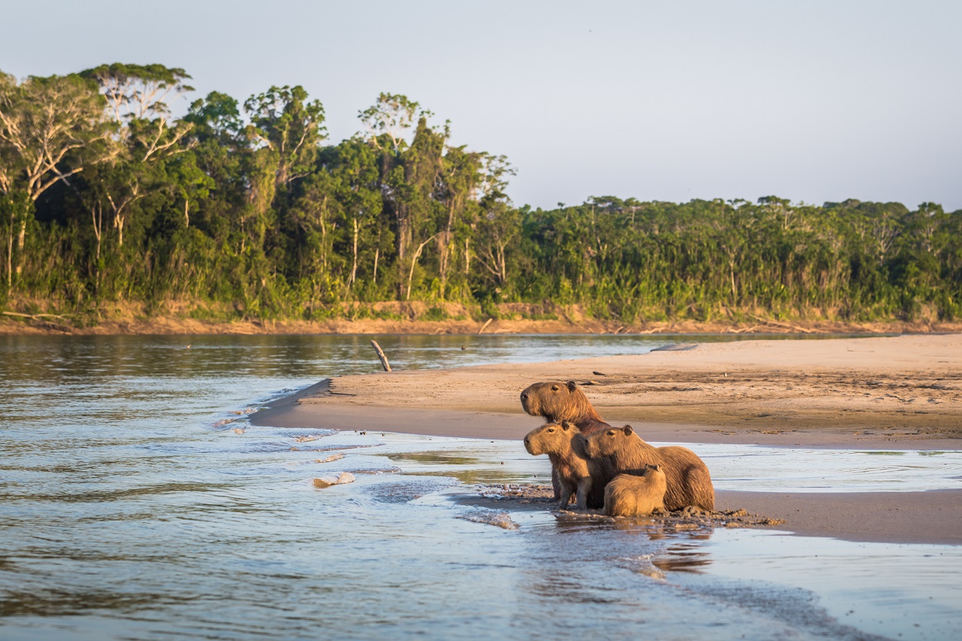 Cus-07: Manu's Park Odyssey - Embárcate en una expedición de 4 días a la jungla