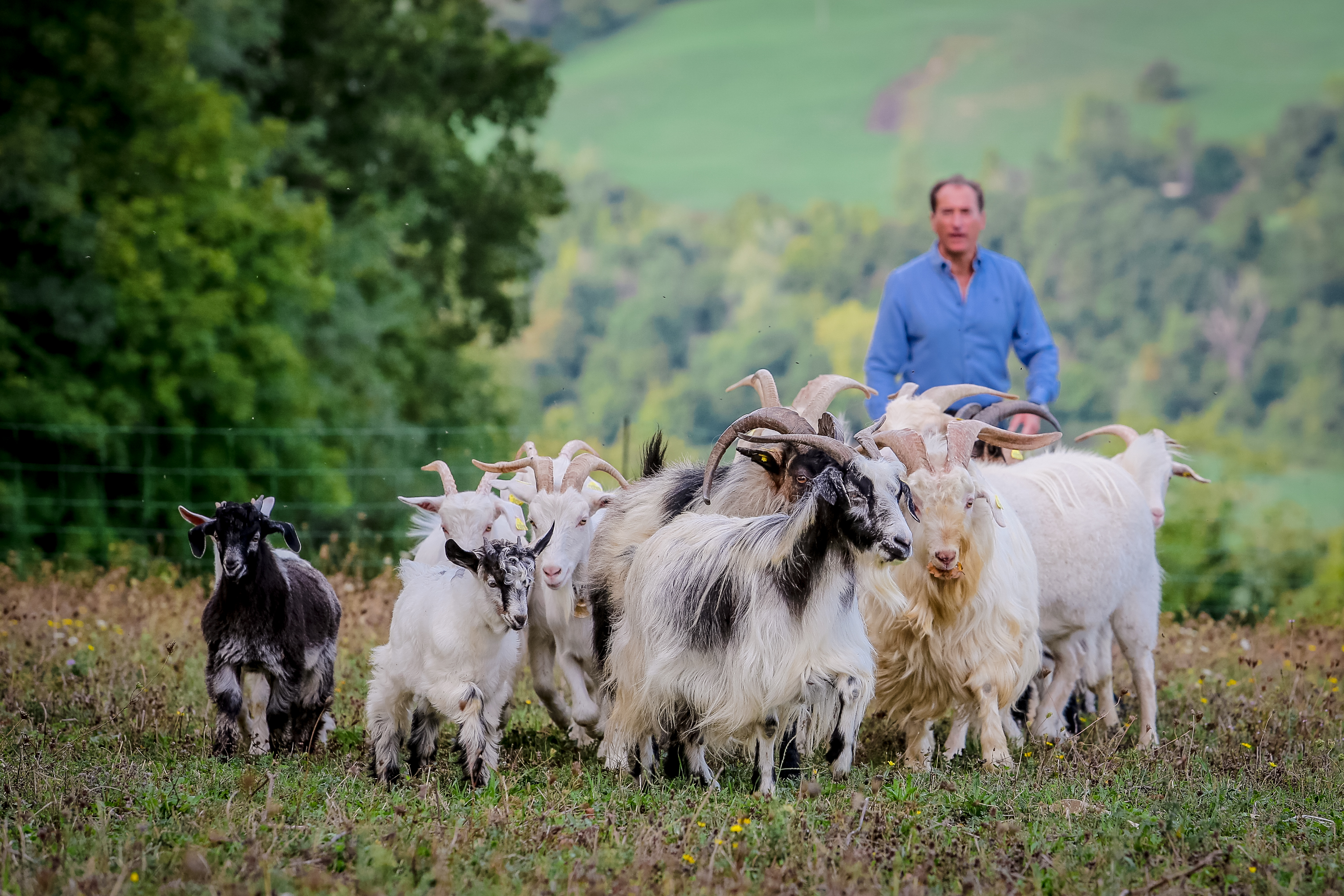San Leo Cashmere: Farm Experience - Photo 3