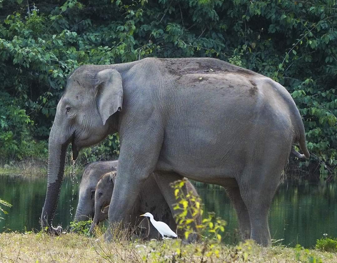 Observar elefantes salvajes en el Parque Nacional Kuiburi: una oportunidad única con un guía privado
